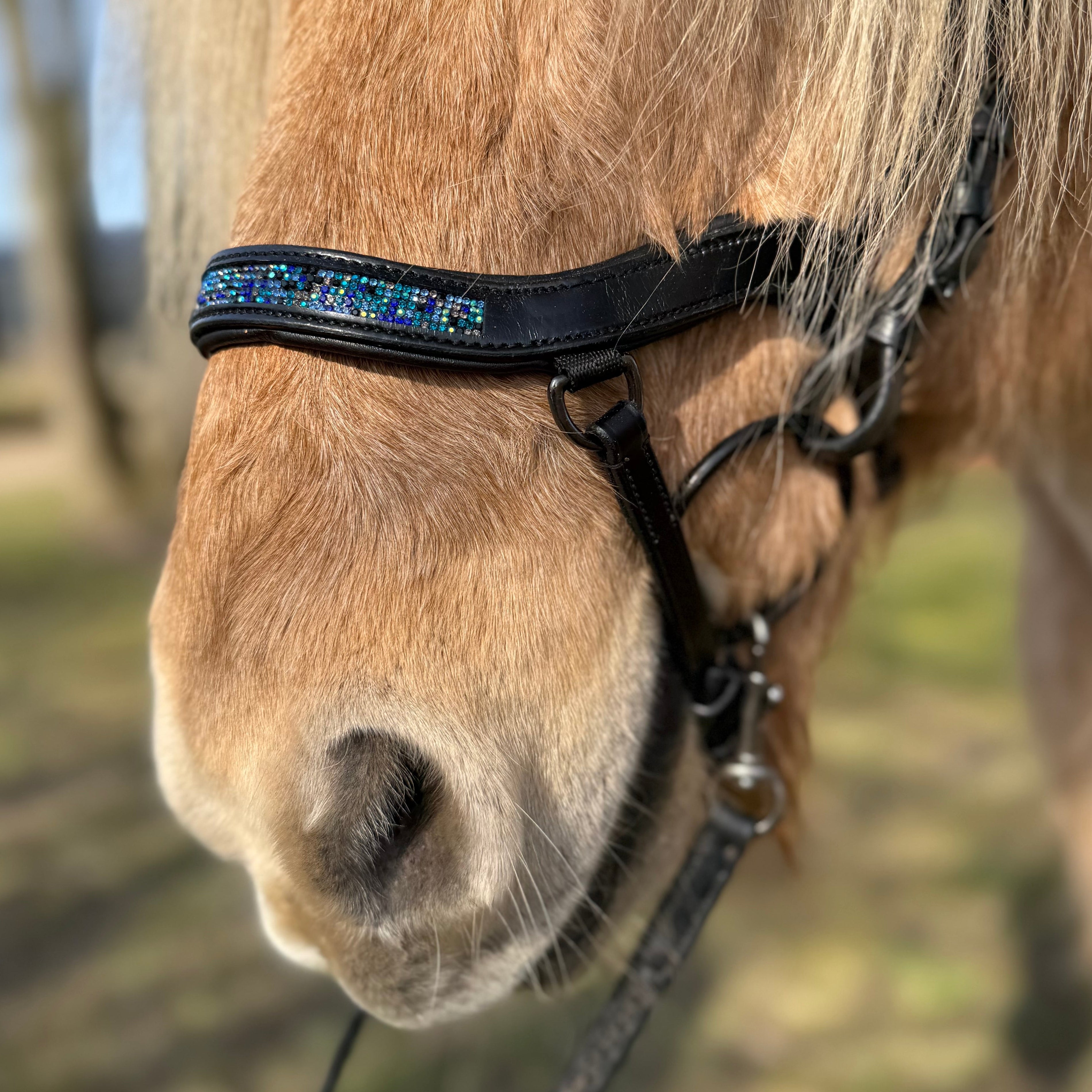 PH deluxe næsebånd "Anatomic" buckle blue magic - Aríus Icehorse Line
