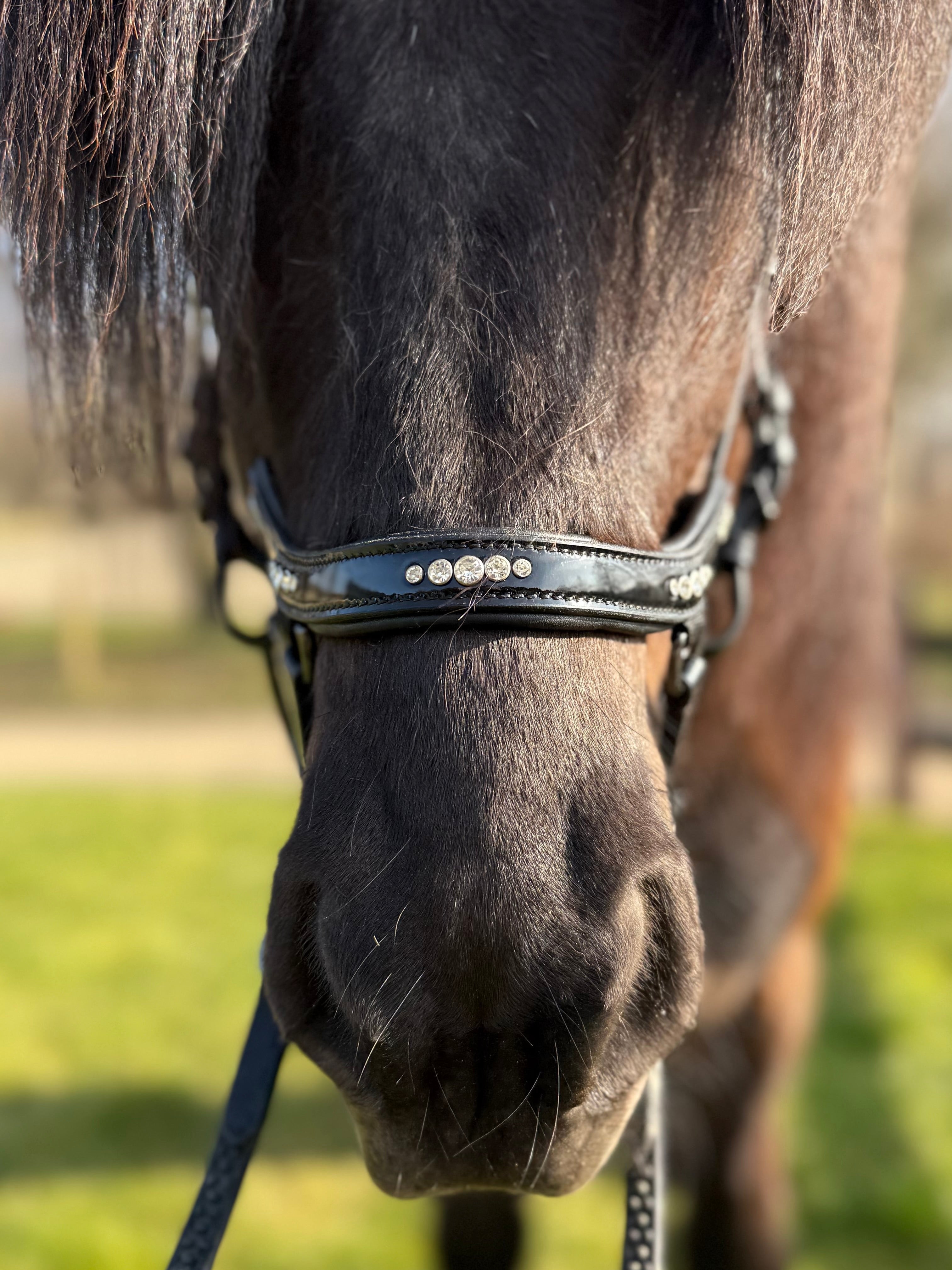 PH deluxe næsebånd "Anatomic" buckle 5 diamonds shine - Aríus Icehorse Line