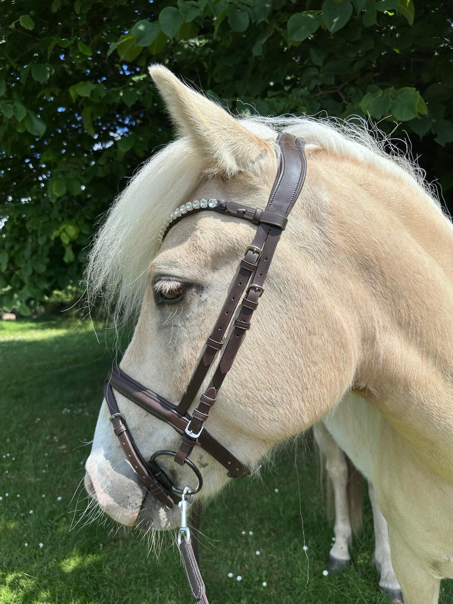 PH deluxe pandebånd “Big diamonds” white - brown - Aríus Icehorse Line