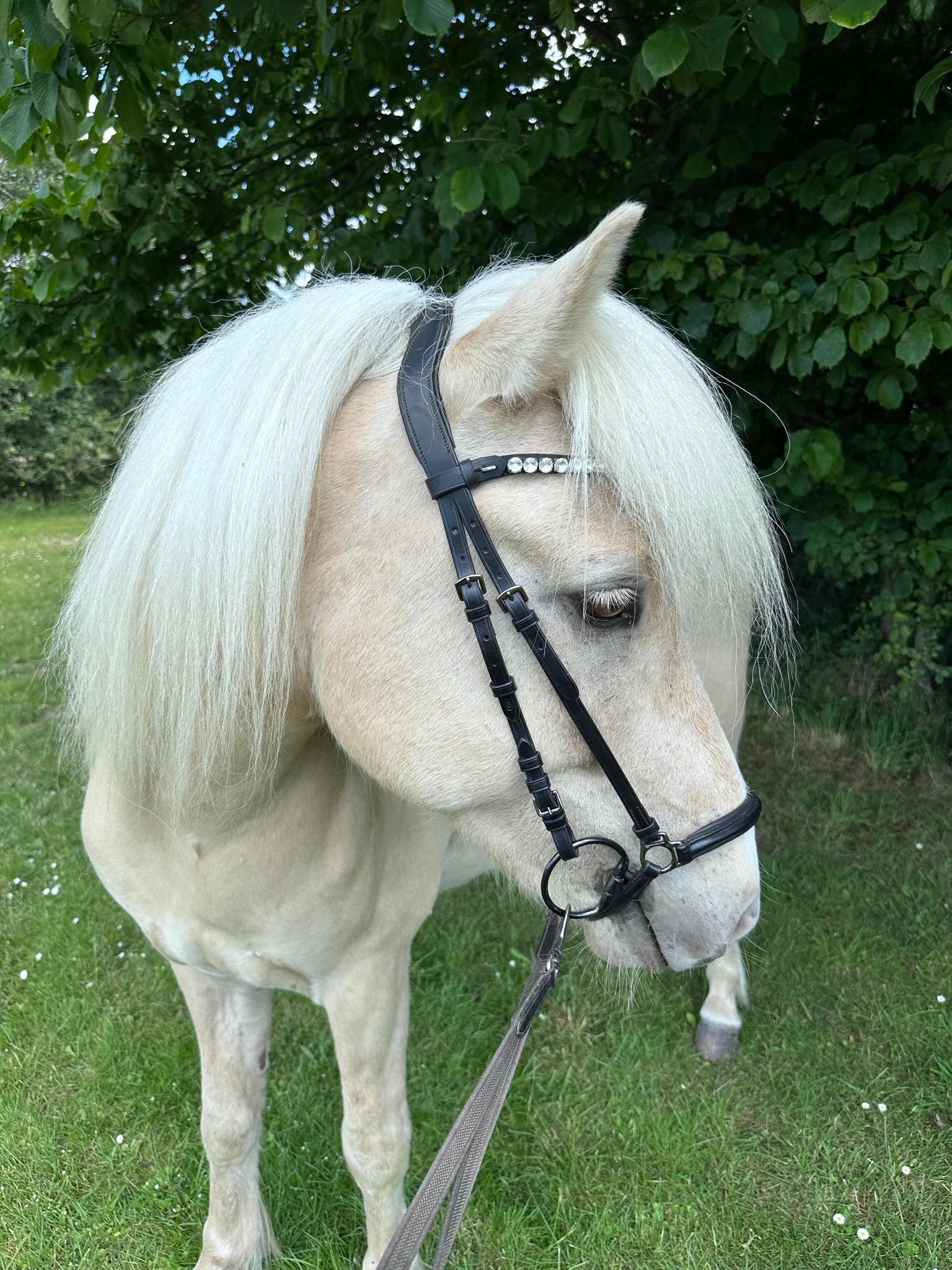 PH deluxe pandebånd “Big diamonds” white - Aríus Icehorse Line