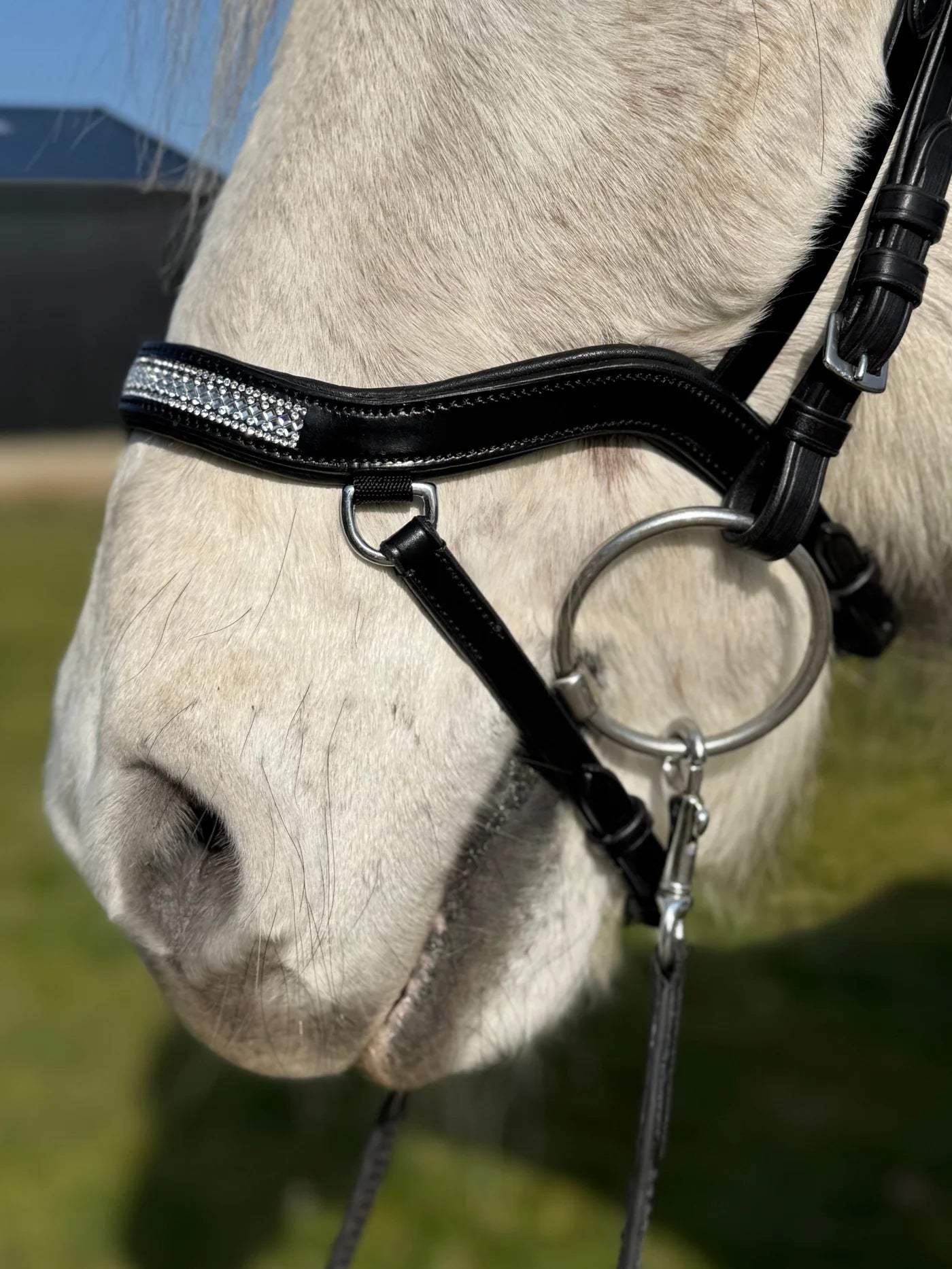 PH deluxe næsebånd "Anatomic" buckle glitter - Aríus Icehorse Line