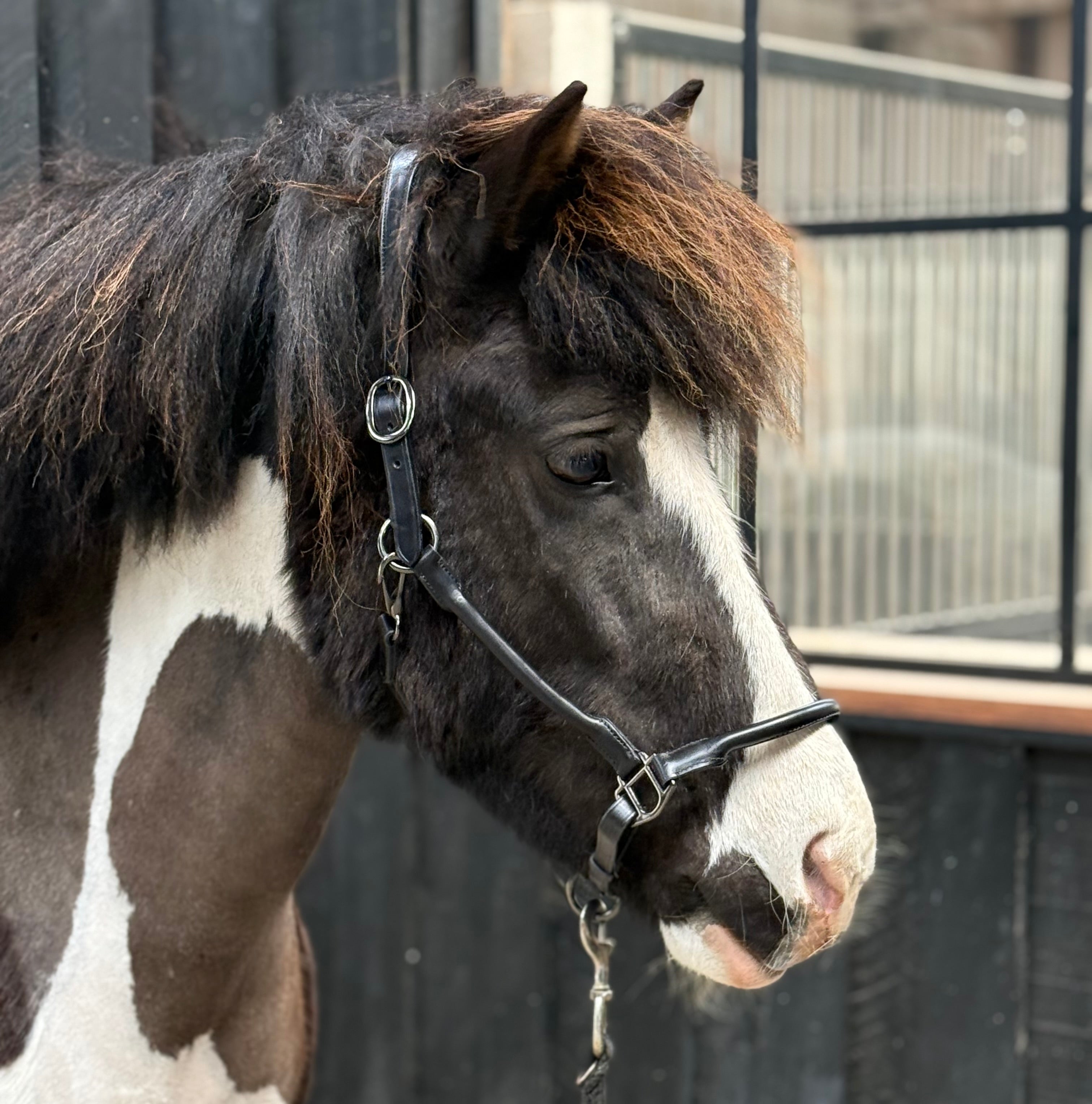 PH grime rundsyet black - Aríus Icehorse Line