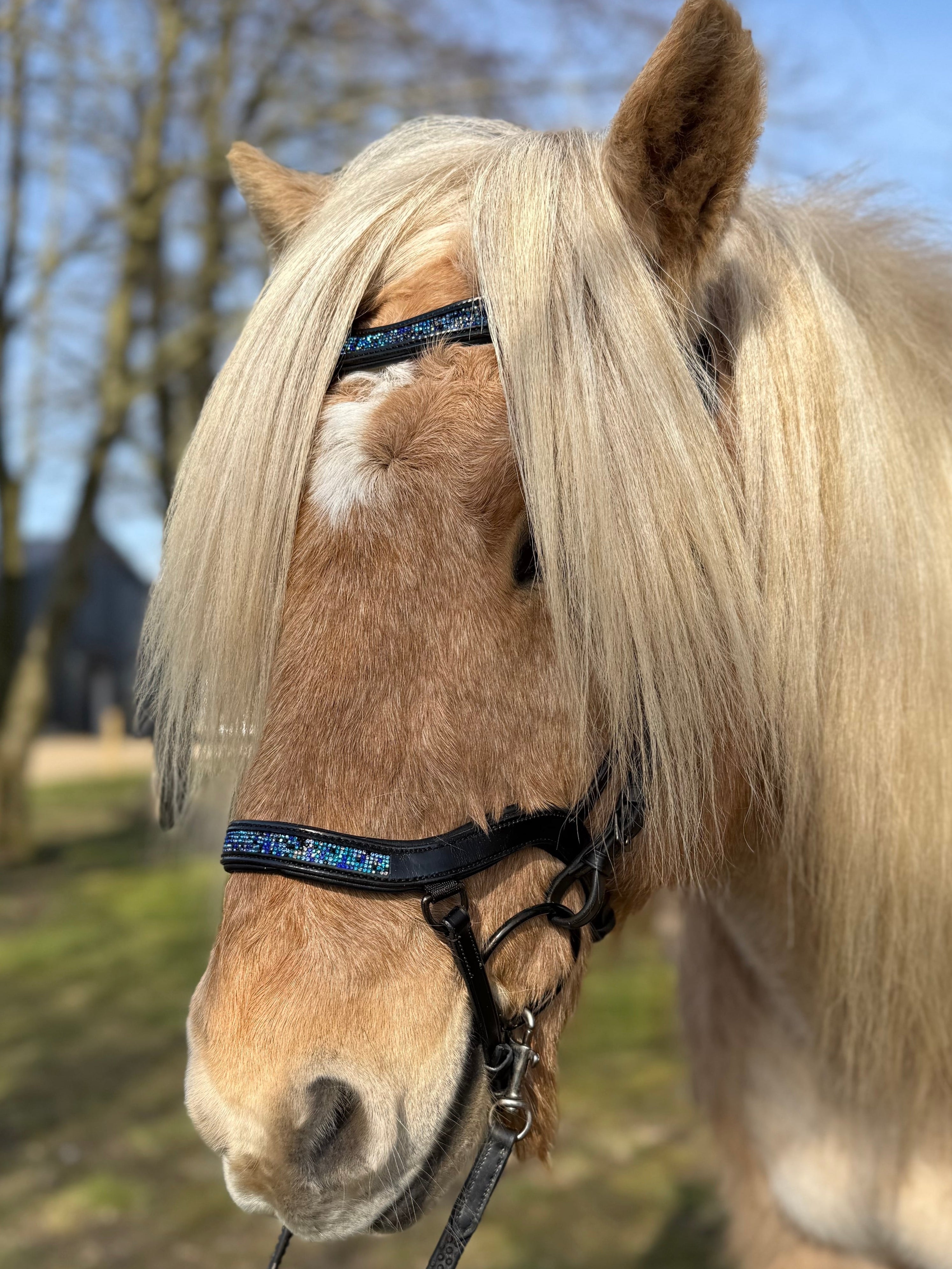PH deluxe næsebånd "Anatomic" buckle blue magic - Aríus Icehorse Line