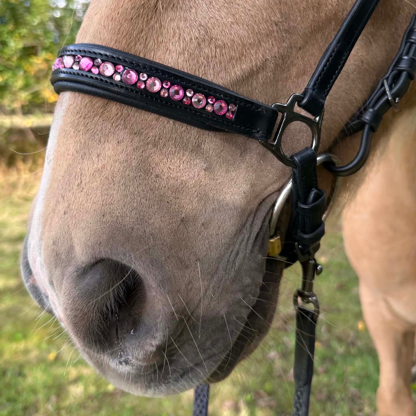 PH deluxe hannoveransk næsebånd moonstone pink