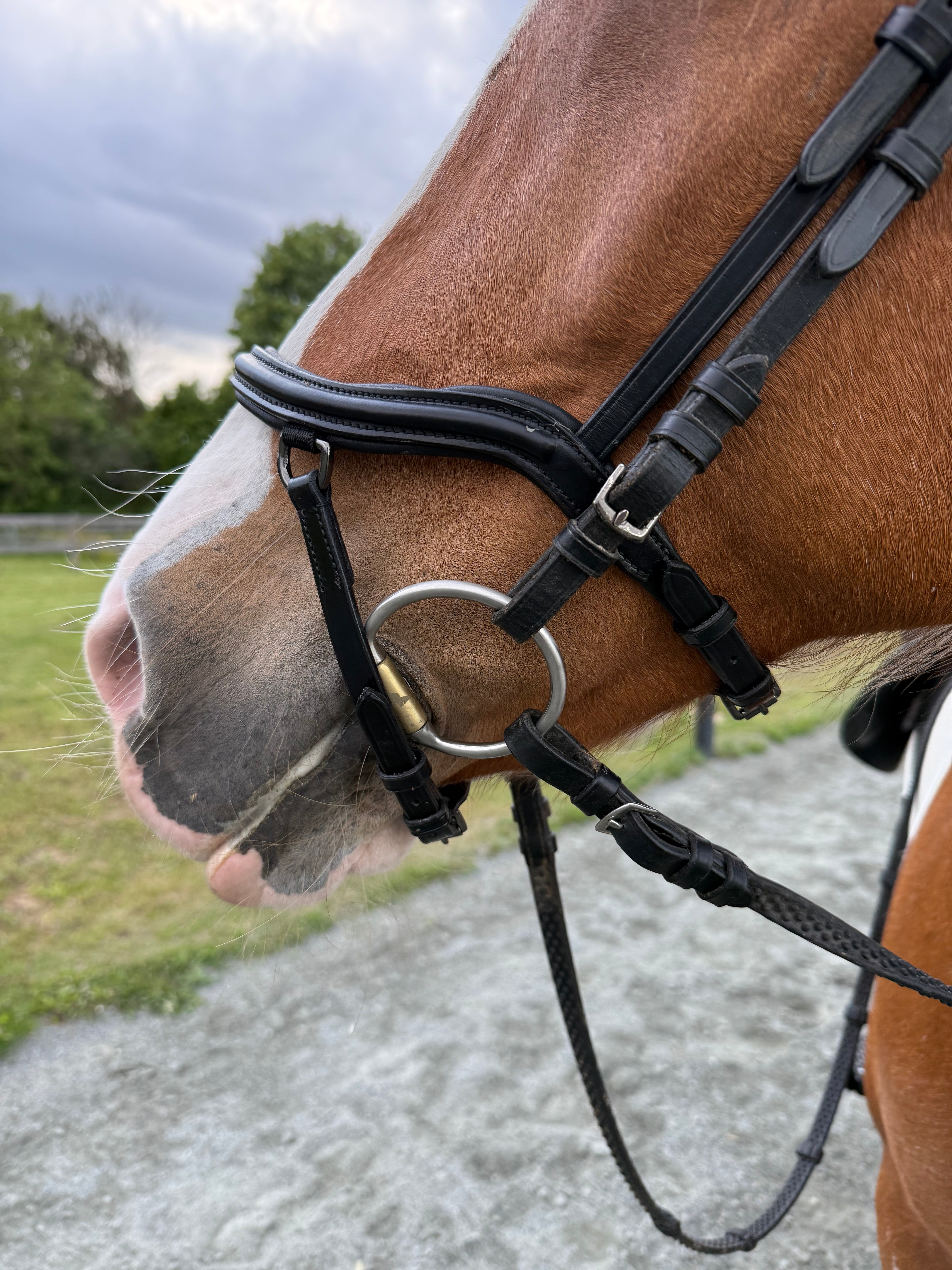 PH deluxe næsebånd “Anatomic" buckle - Aríus Icehorse Line