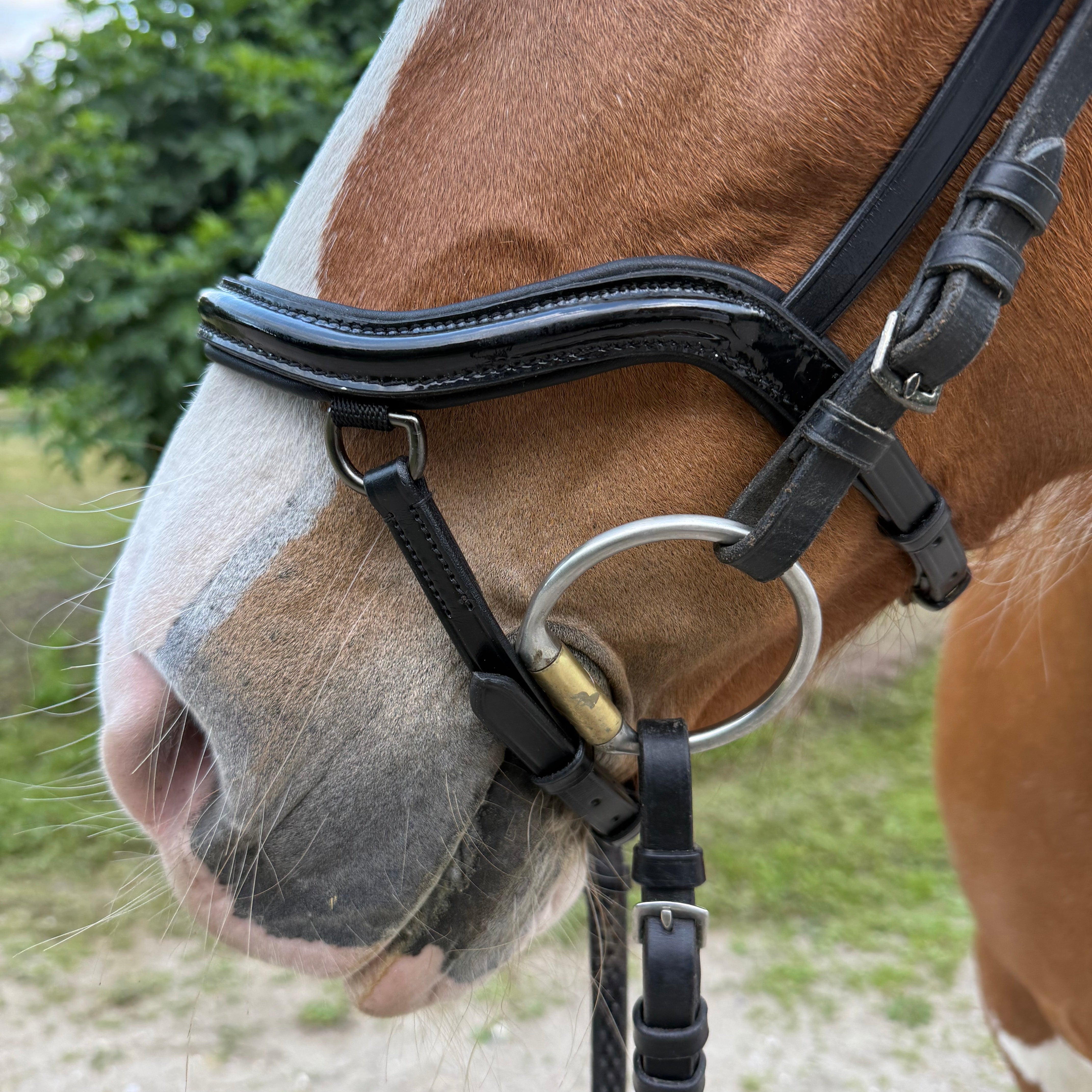 PH deluxe næsebånd “Anatomic" buckle shine - Aríus Icehorse Line