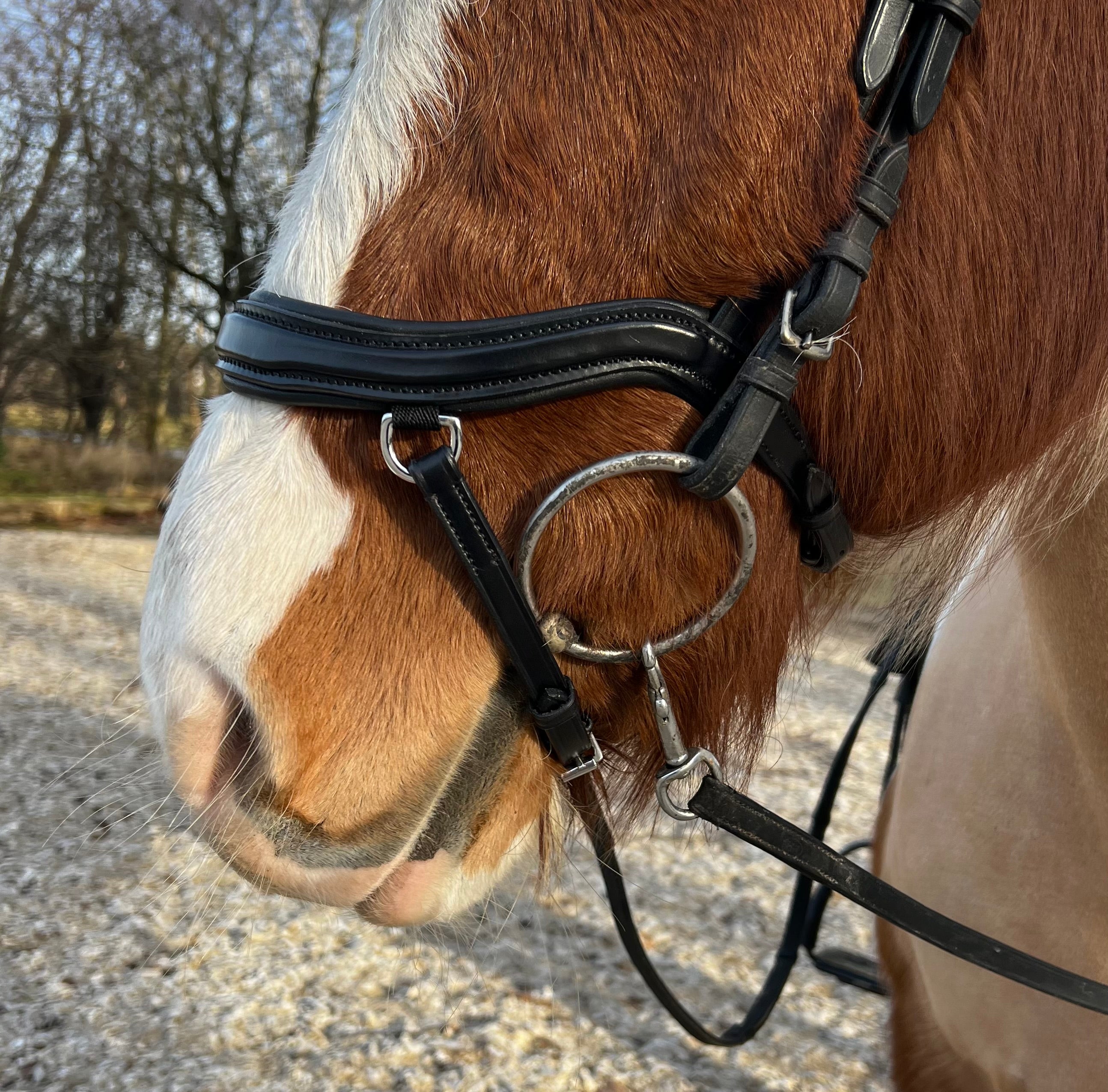 PH deluxe næsebånd "Anatomic" buckle - Aríus Icehorse Line