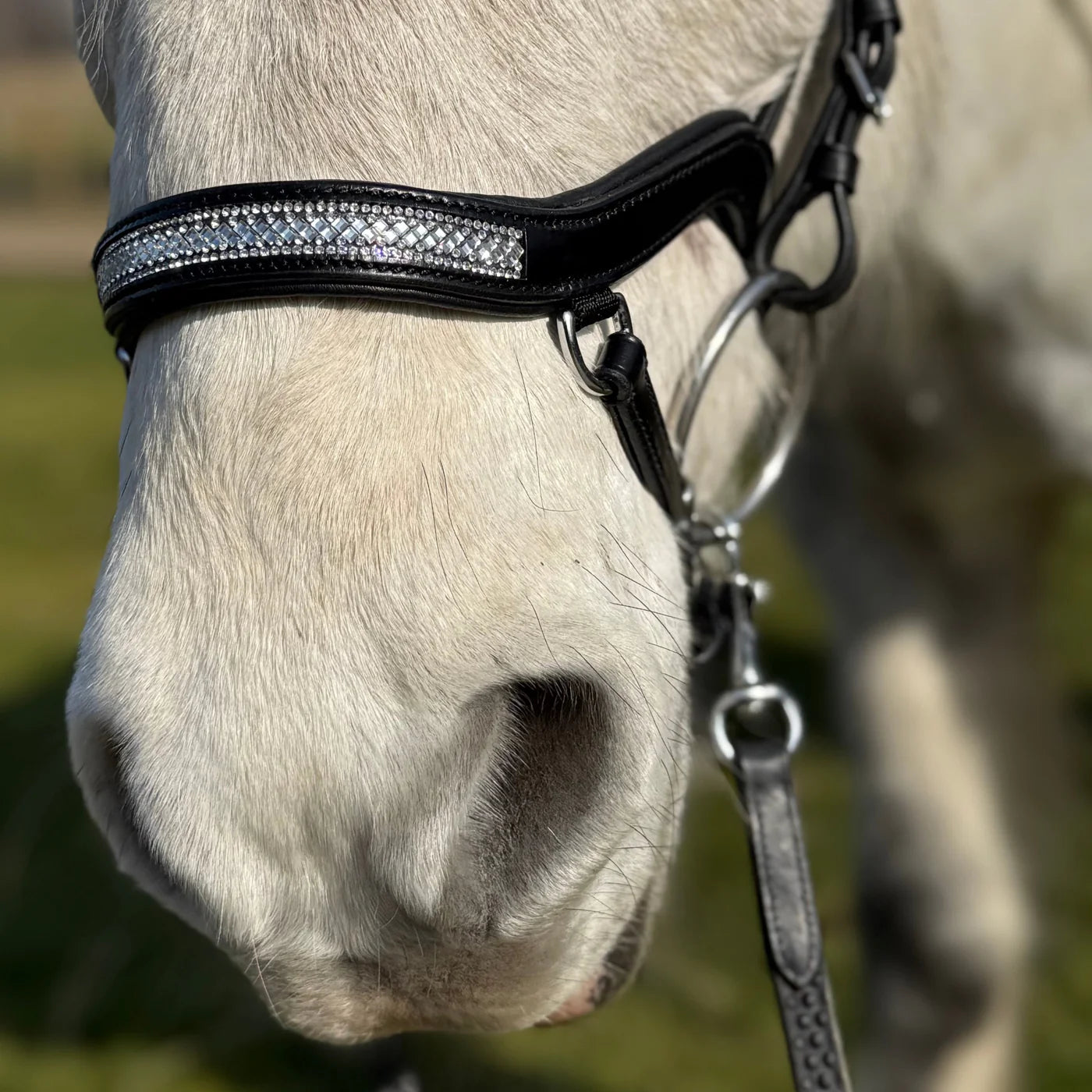 PH deluxe næsebånd "Anatomic" buckle glitter - Aríus Icehorse Line