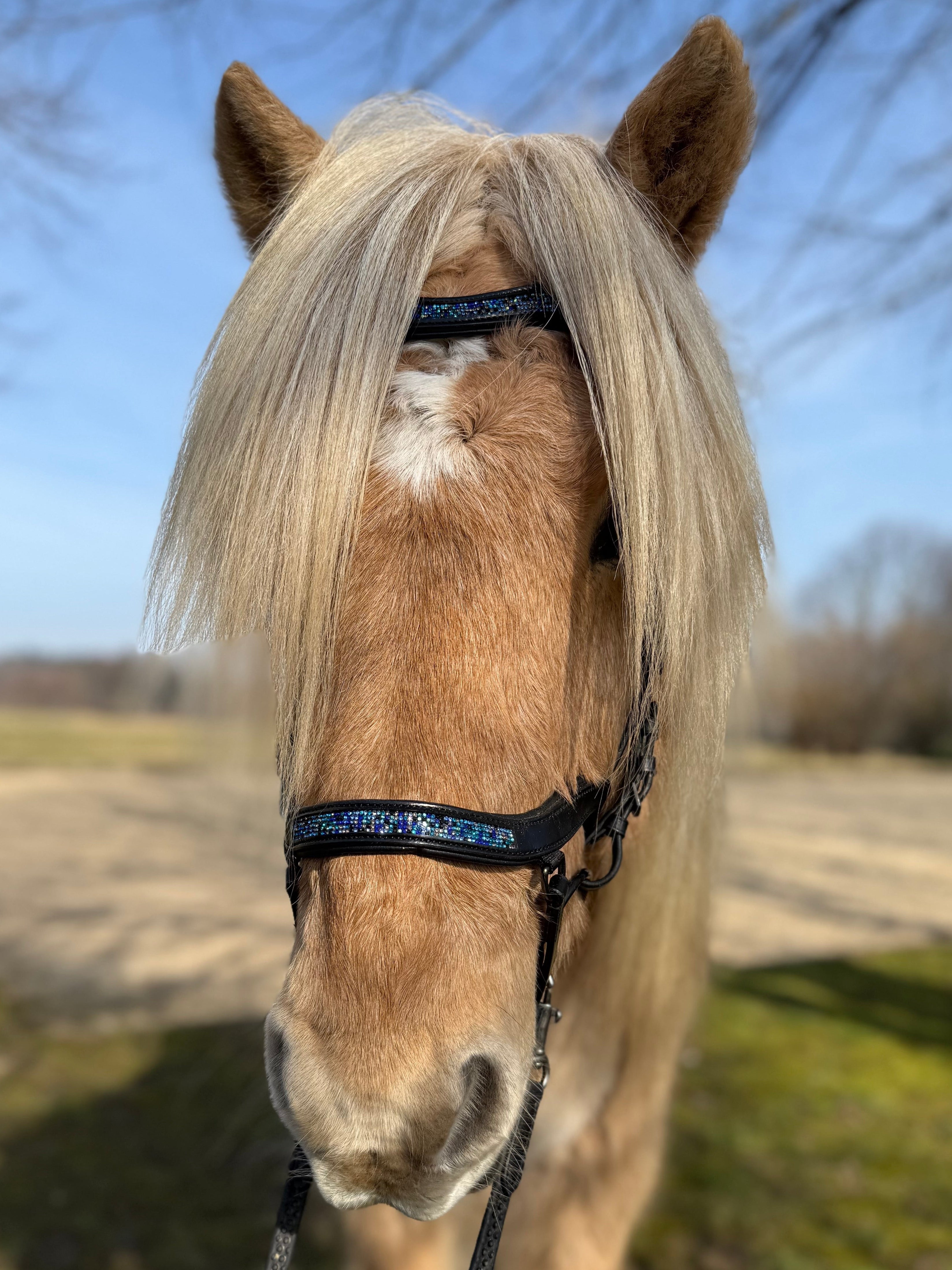 PH deluxe næsebånd "Anatomic" buckle blue magic - Aríus Icehorse Line