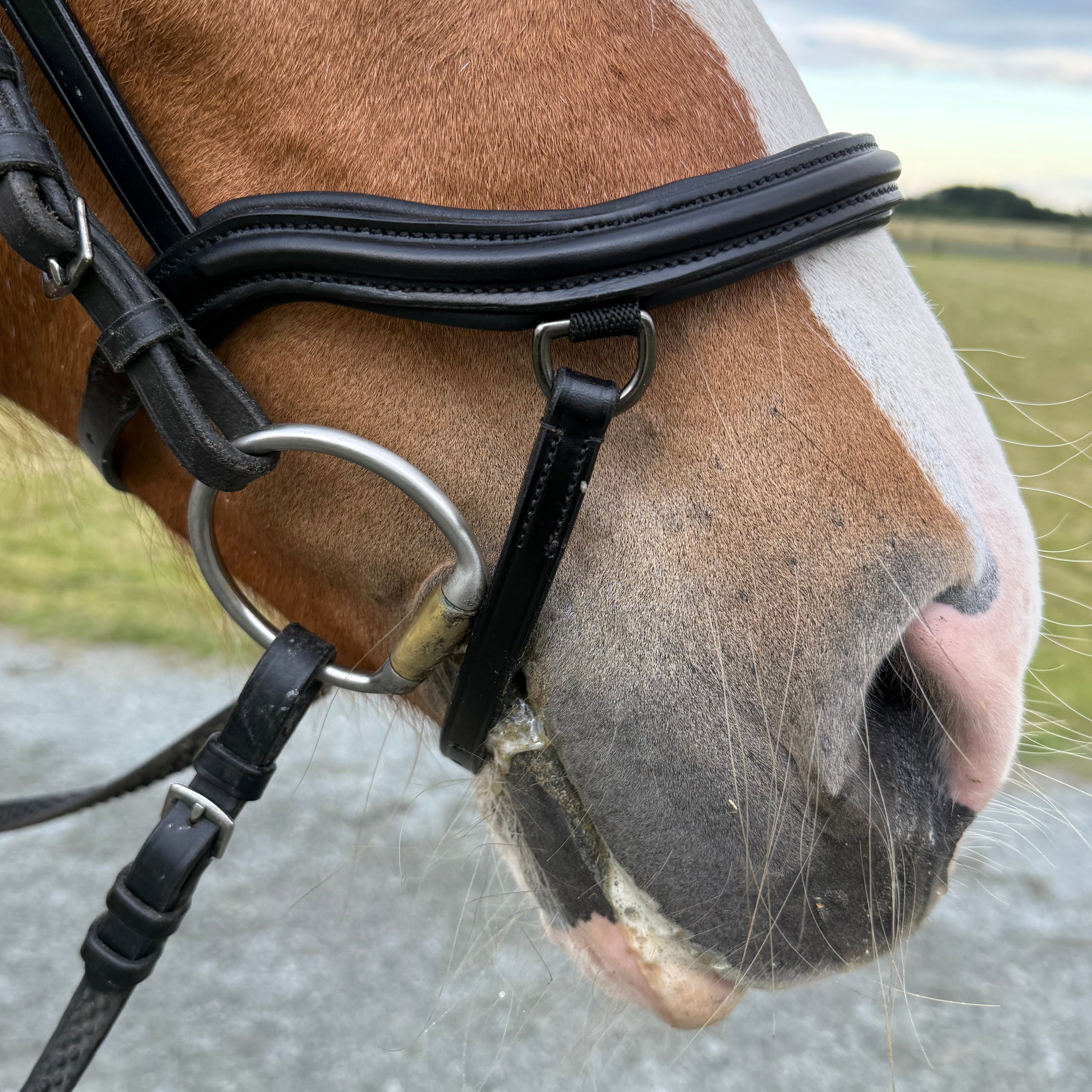 PH deluxe næsebånd “Anatomic" buckle - Aríus Icehorse Line