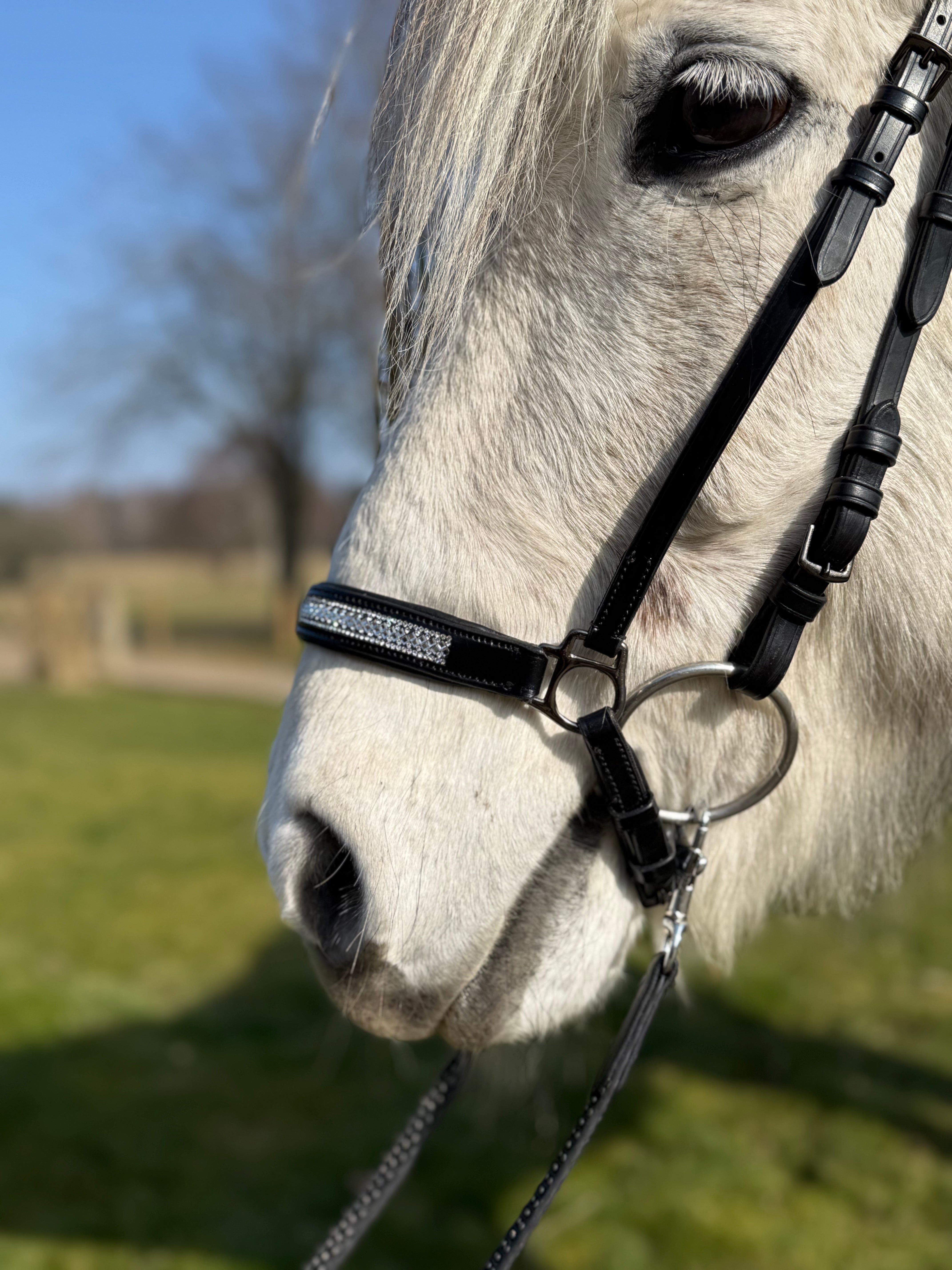PH deluxe hannoveransk næsebånd diamond glitter - Aríus Icehorse Line