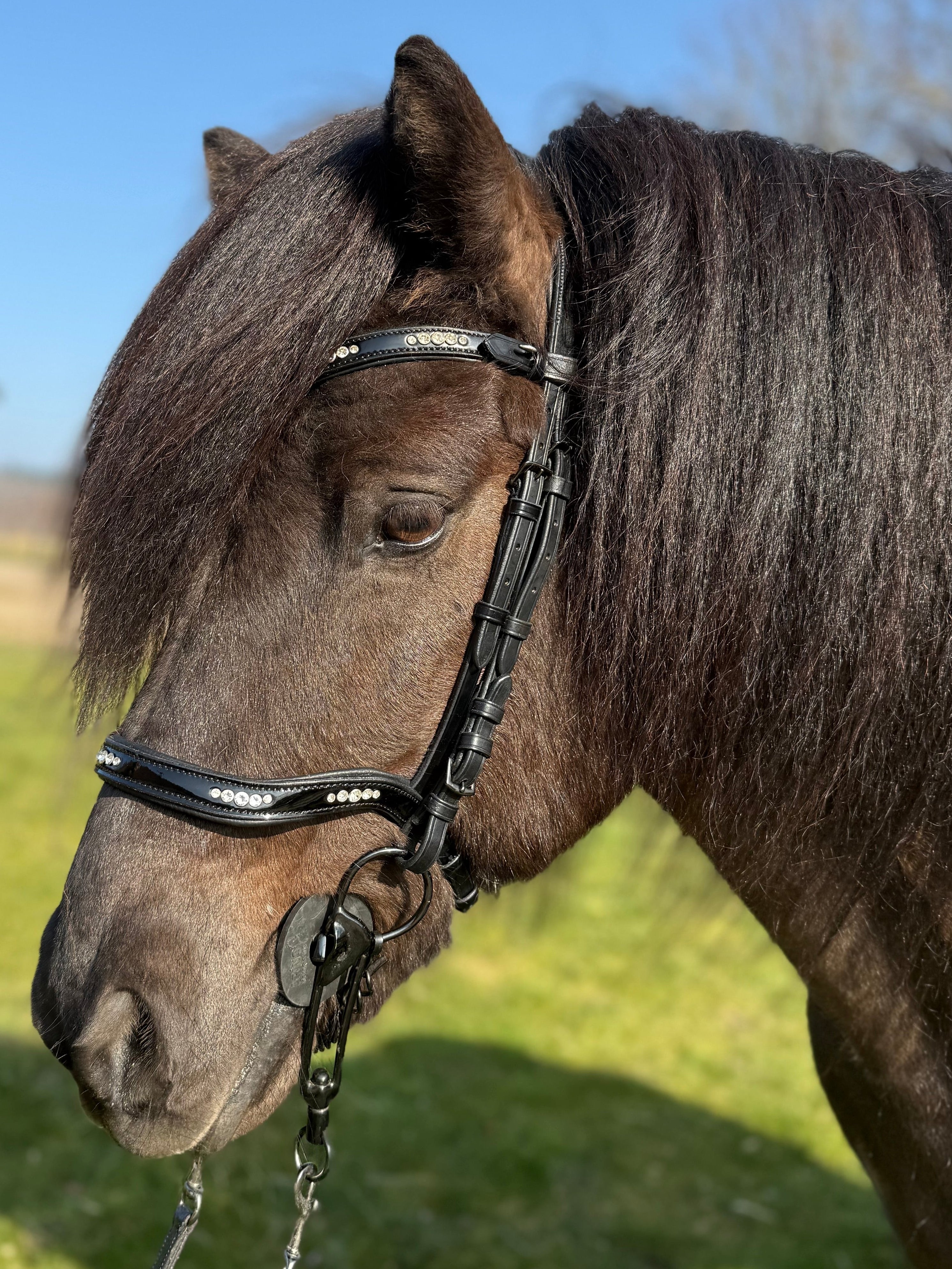PH deluxe næserem engelsk anatomic 5 diamonds shine - Aríus Icehorse Line