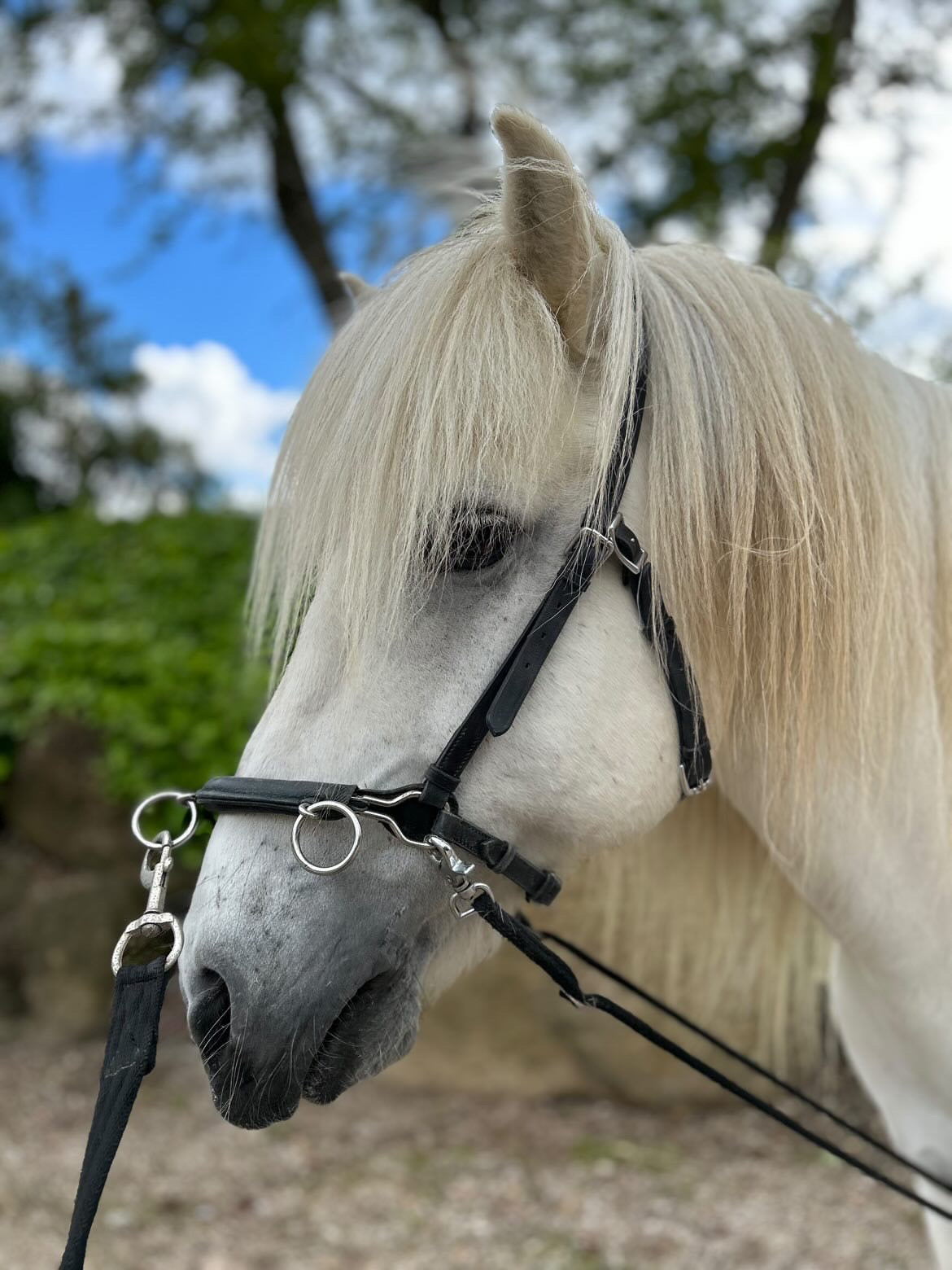 PH læder kapsun islænder - Aríus Icehorse Line
