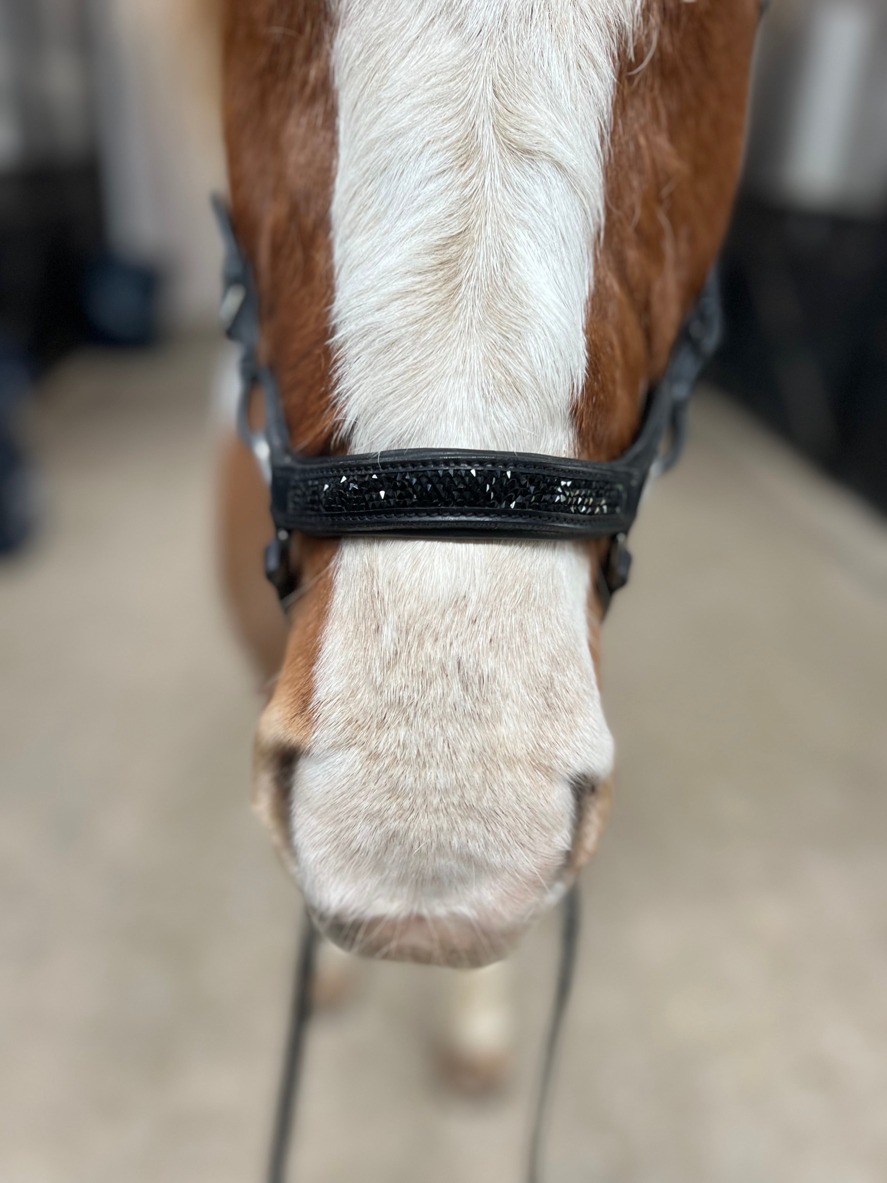 PH deluxe næsebånd "Anatomic" buckle rockcrystal black - Aríus Icehorse Line