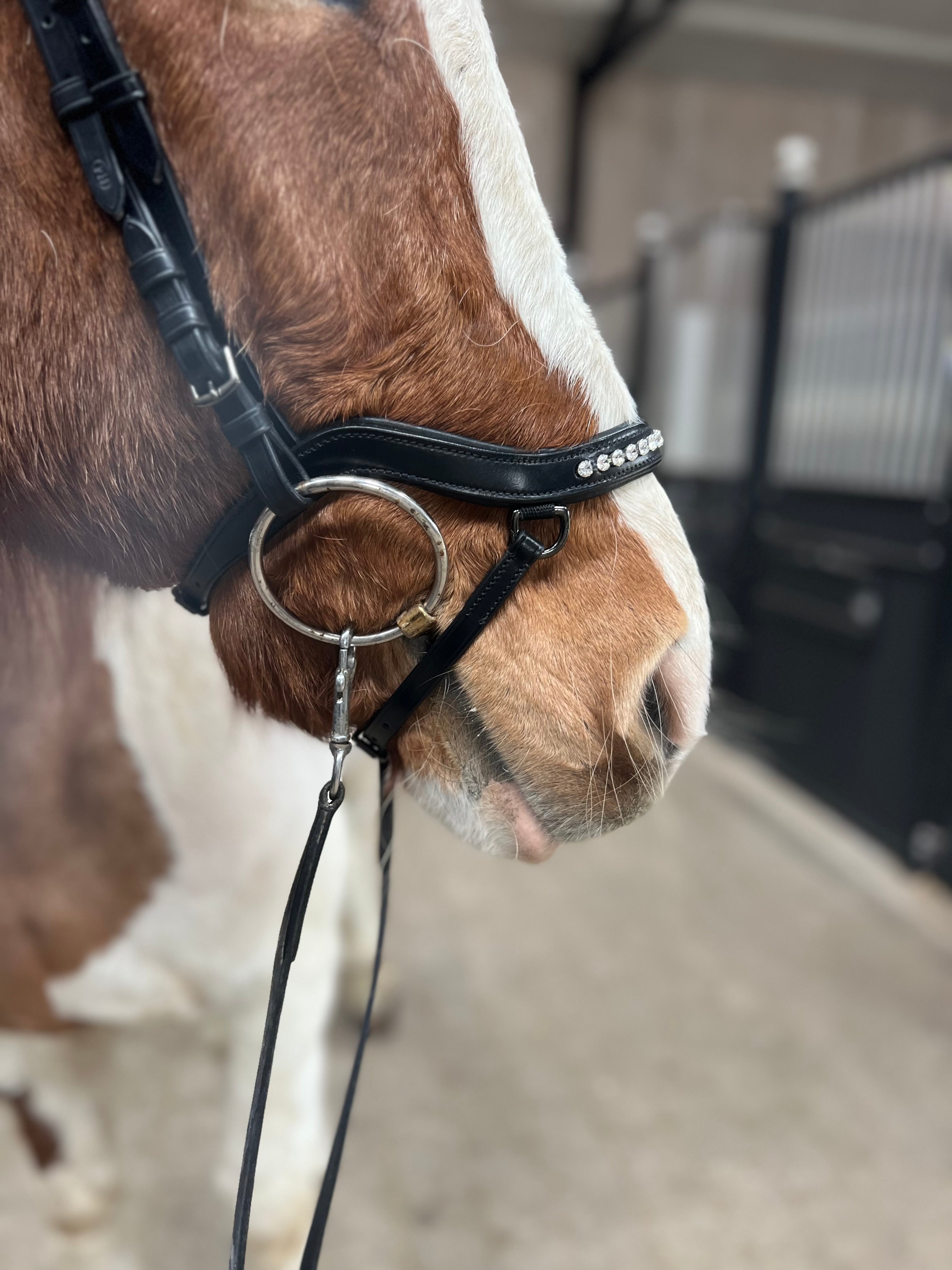 PH deluxe næsebånd "Anatomic" buckle diamond white - Aríus Icehorse Line