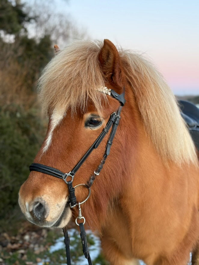 PH Deluxe næserem hannoveransk - Aríus Icehorse Line