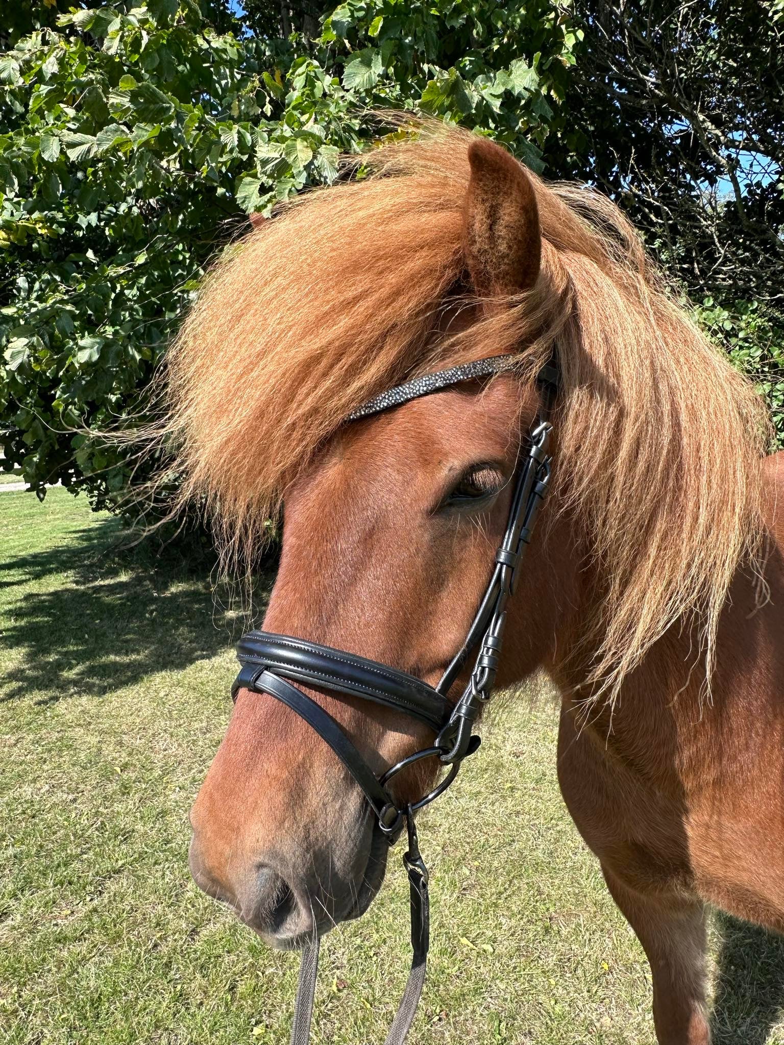 PH deluxe pandebånd elegant dark grey - Aríus Icehorse Line