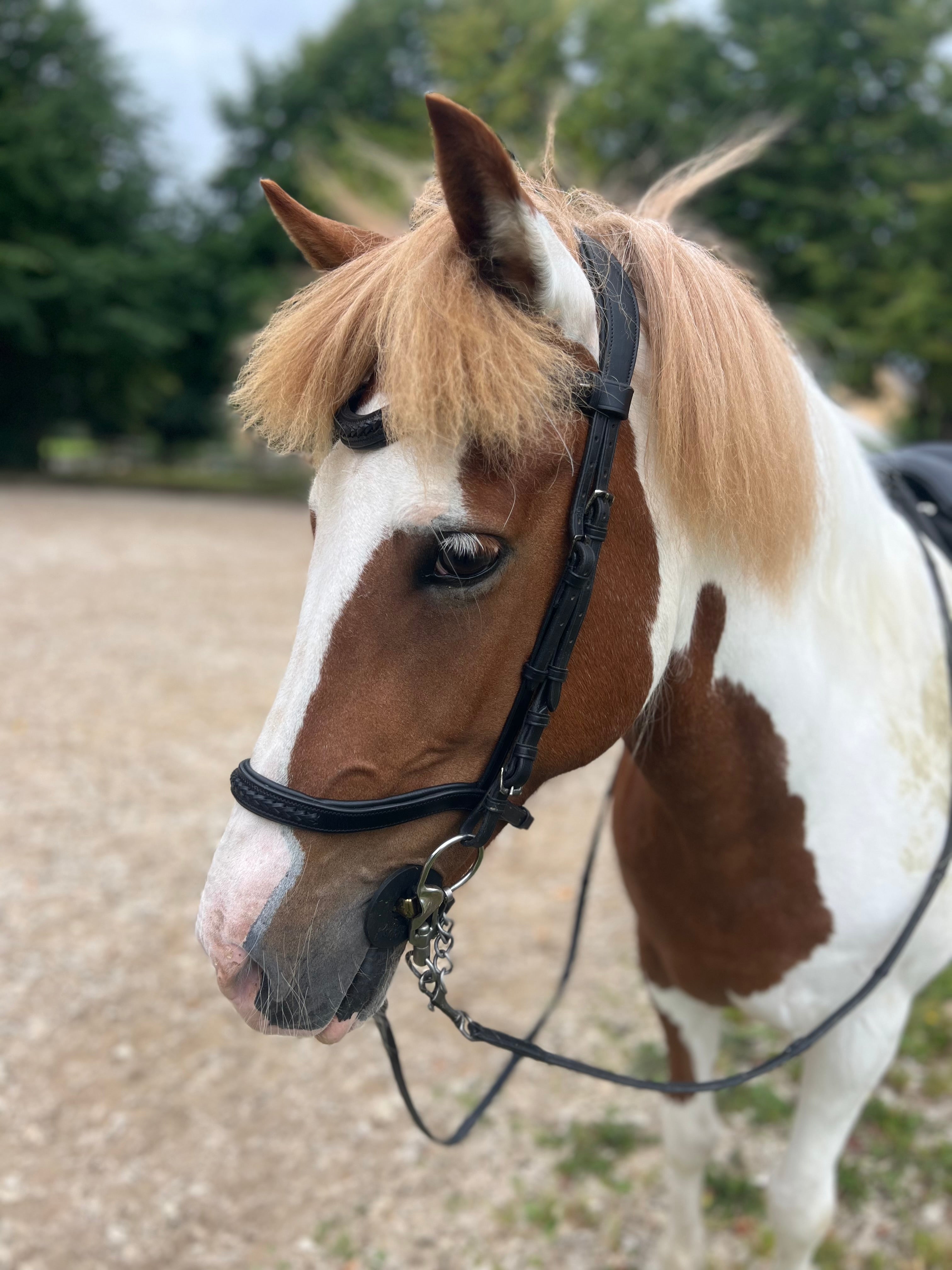 PH deluxe næserem engelsk anatomic braid - Aríus Icehorse Line
