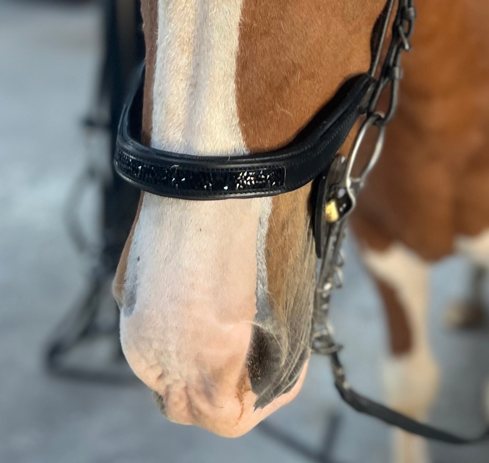 PH deluxe næserem engelsk anatomic rockcrystal black - Aríus Icehorse Line