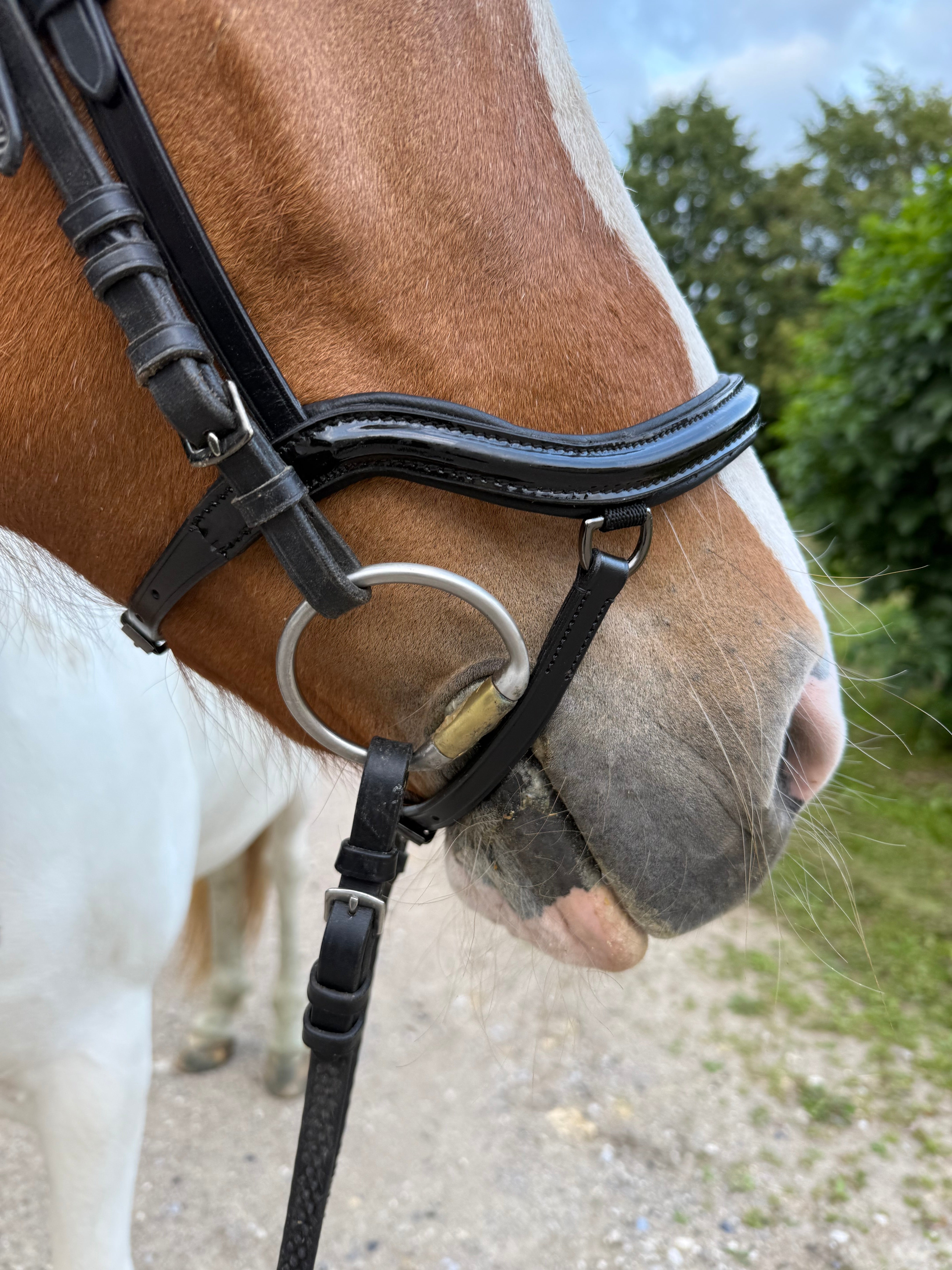 PH deluxe næsebånd “Anatomic" buckle shine