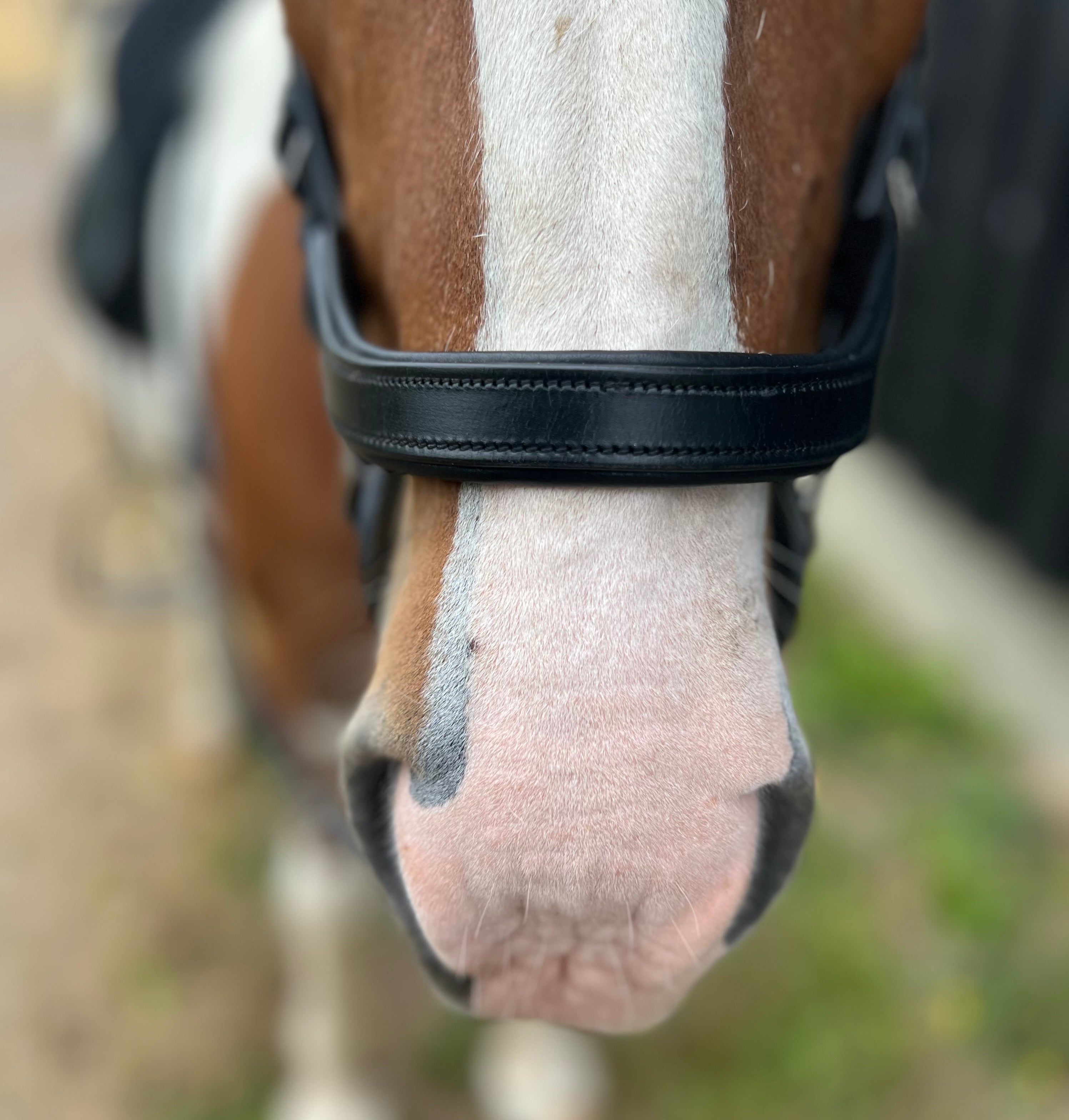 PH deluxe næserem engelsk anatomic - Aríus Icehorse Line