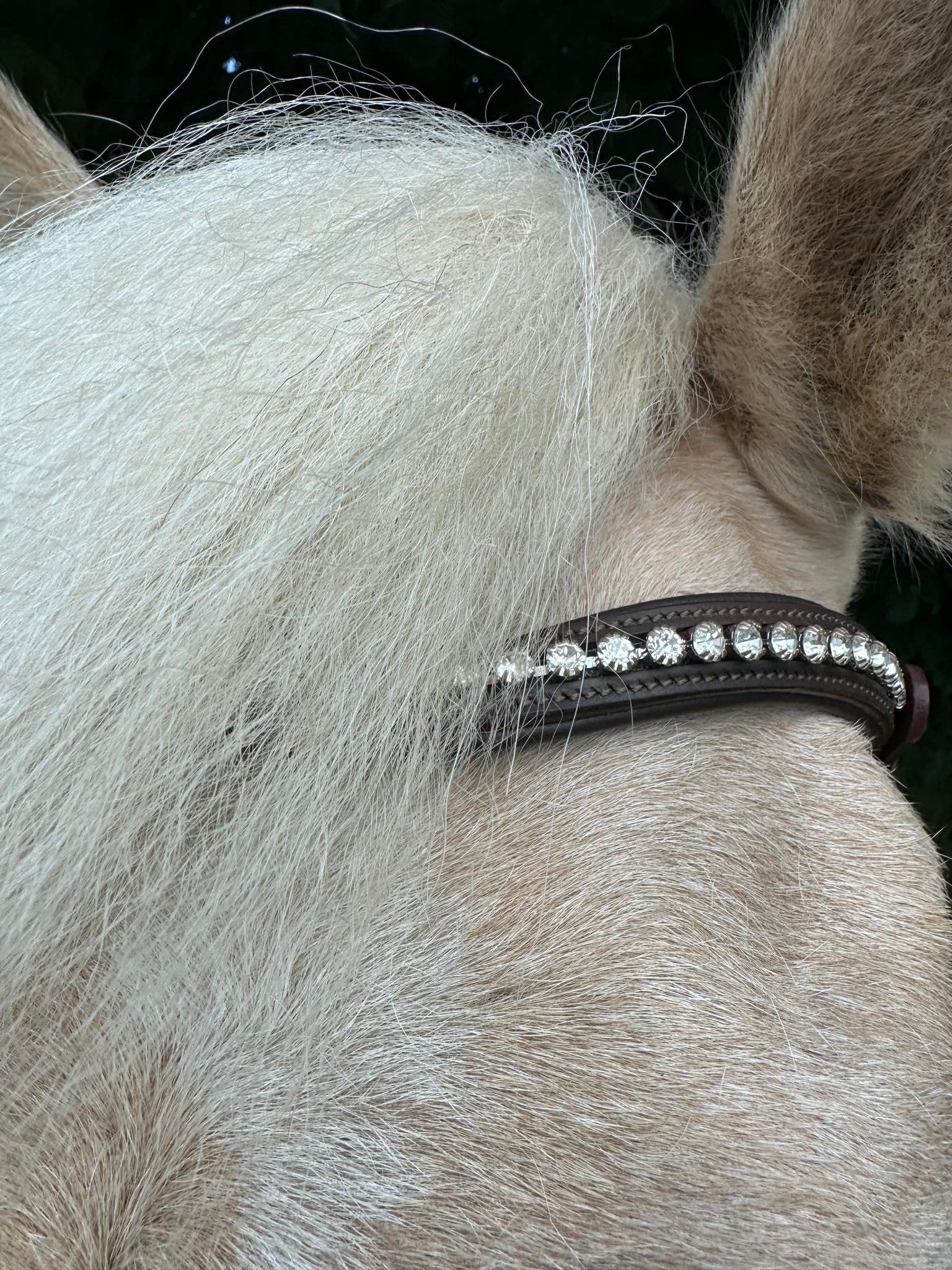 PH deluxe pandebånd “diamond white” - brown - Aríus Icehorse Line
