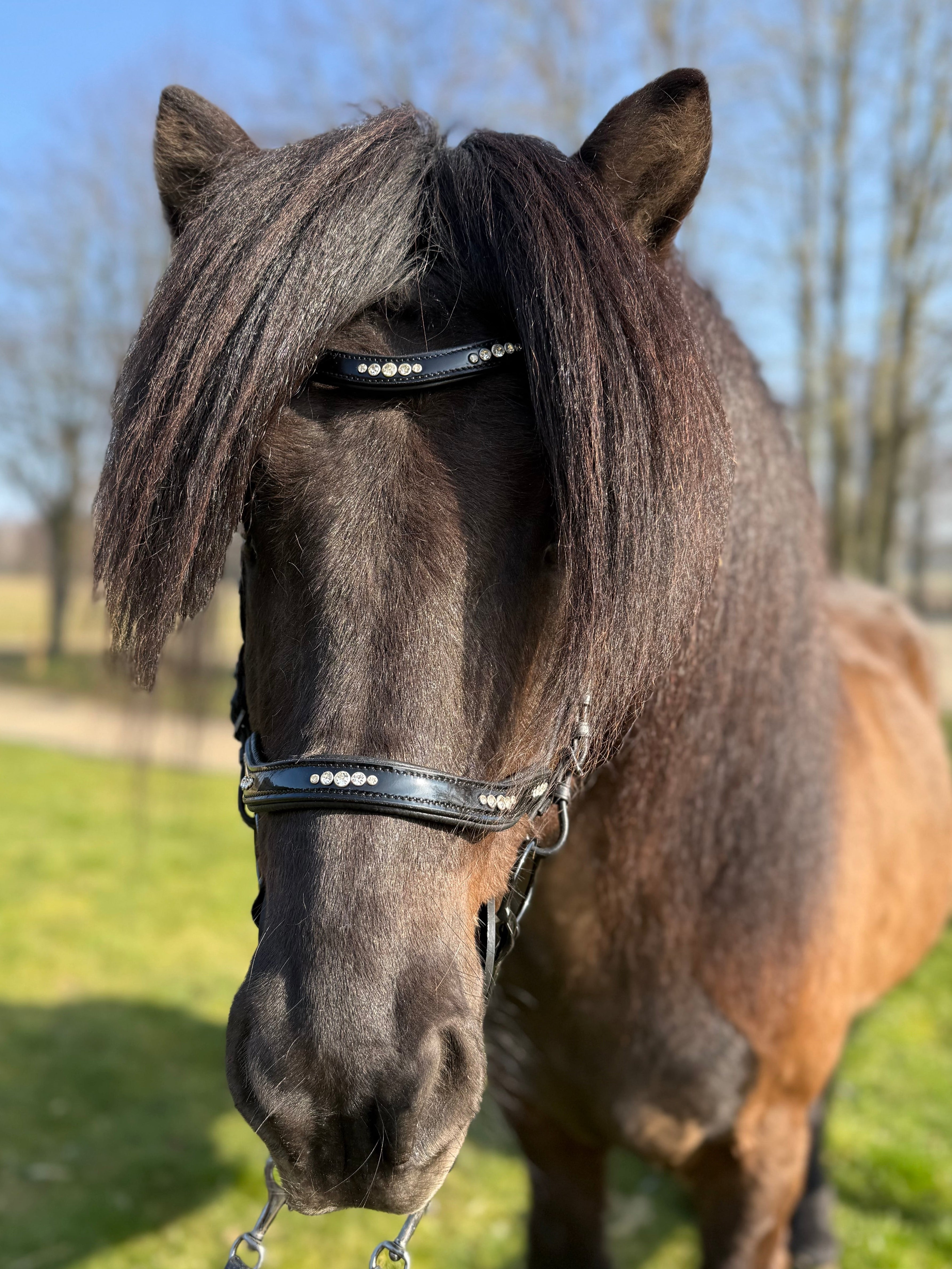 PH deluxe næserem engelsk anatomic 5 diamonds shine - Aríus Icehorse Line