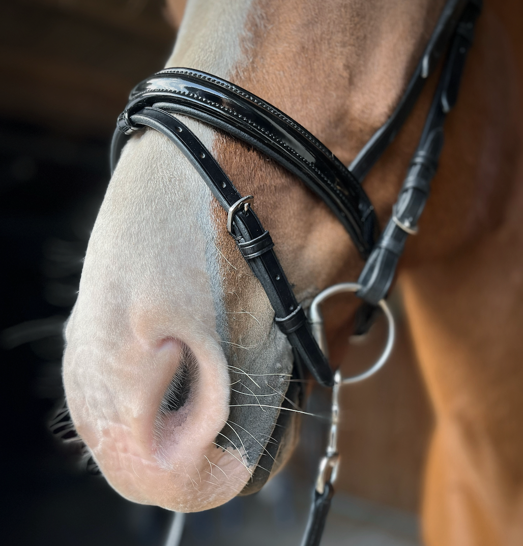 PH deluxe næserem kombineret shine - Aríus Icehorse Line