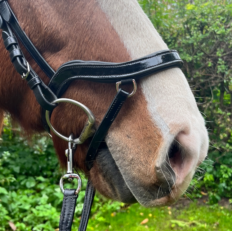 PH deluxe næsebånd soft “Anatomic" buckle shine black - Aríus Icehorse Line