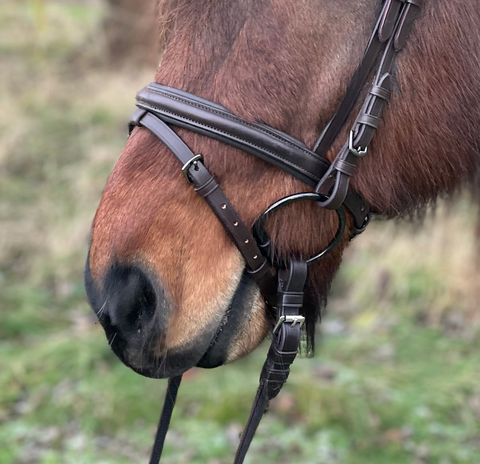 PH DELUXE NÆSEREM KOMBINERET brun - ArĂus Icehorse Line