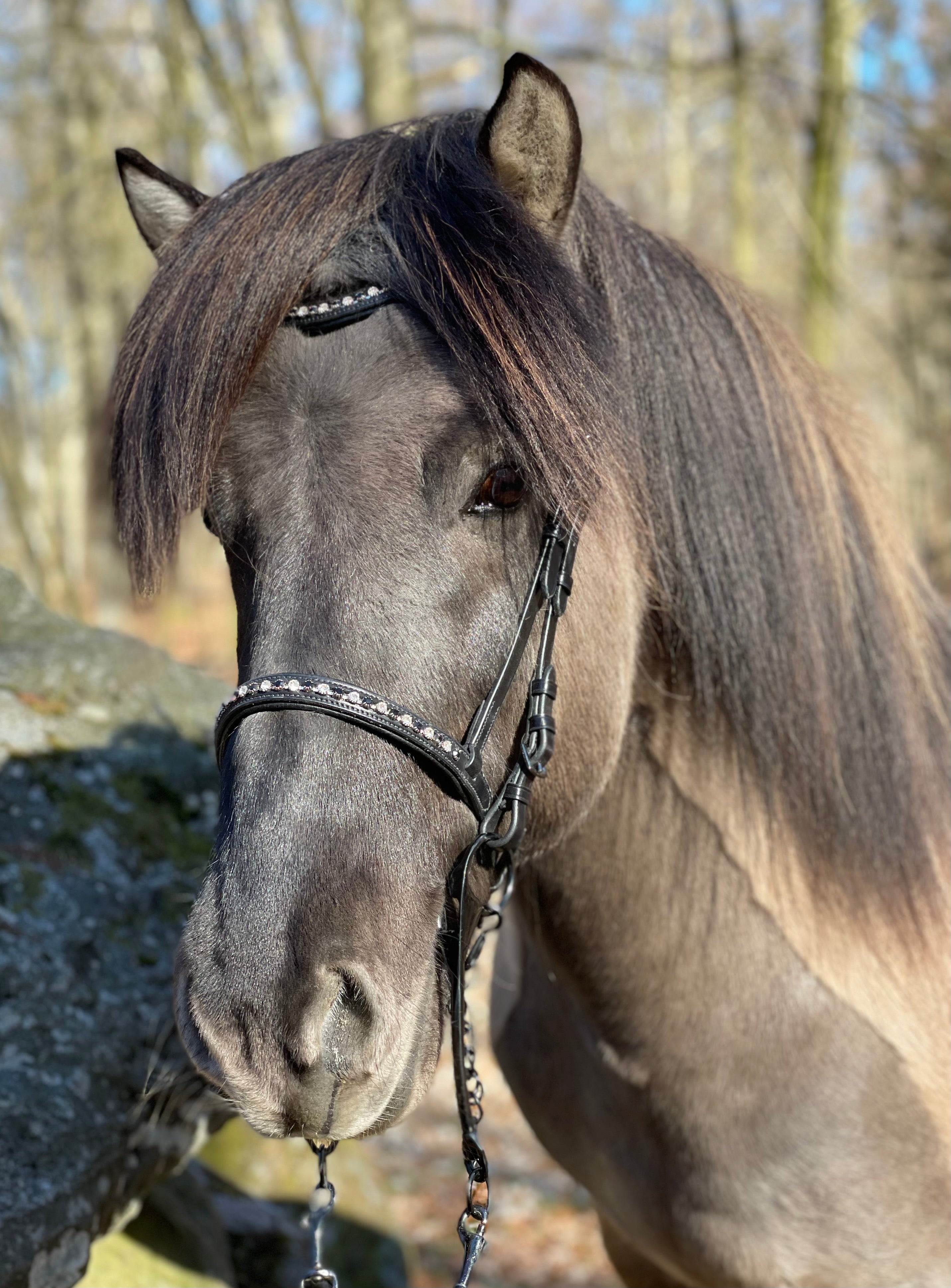 PH deluxe pandebånd “diamond black&white” - Aríus