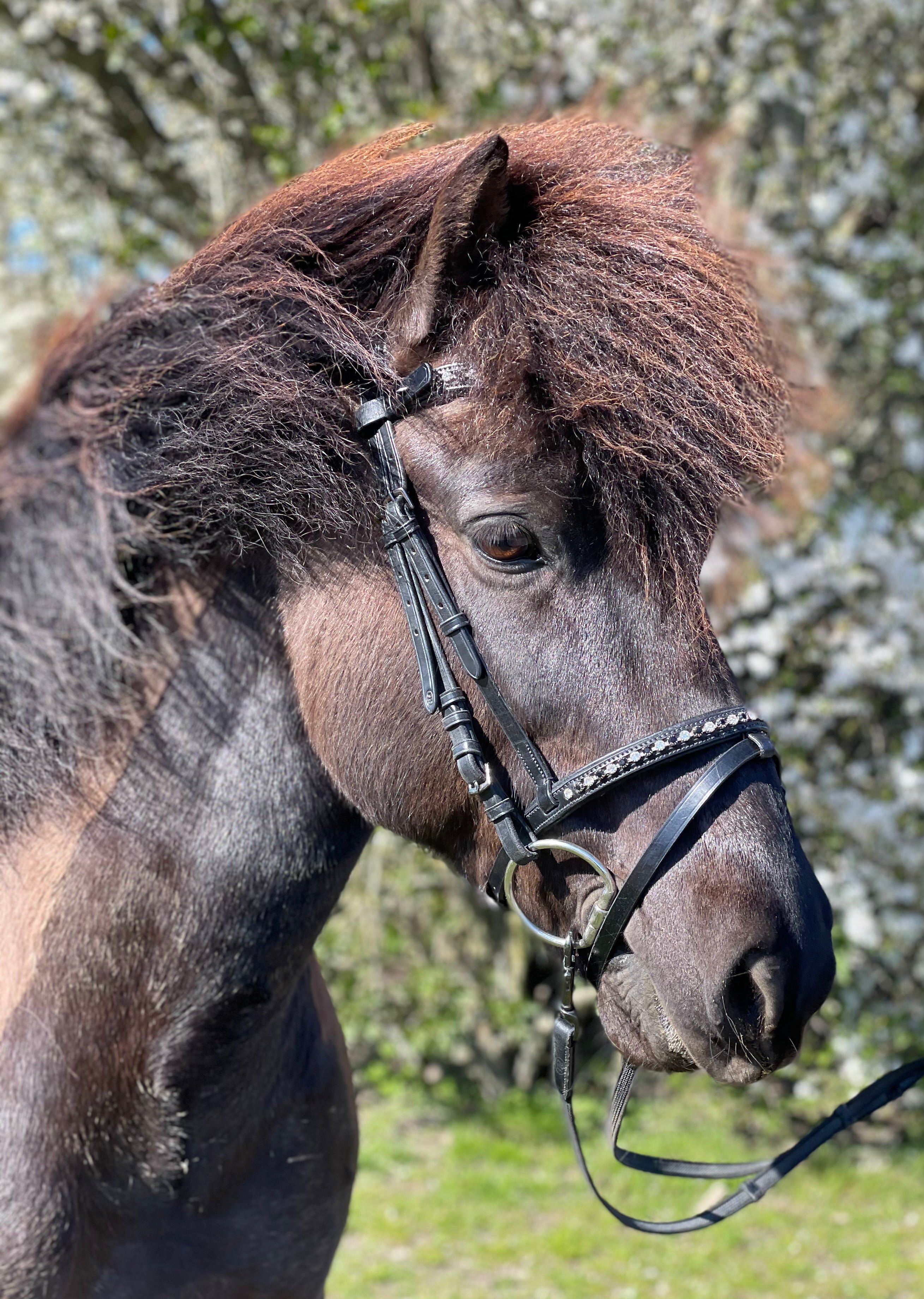 PH deluxe kombineret næserem “diamond black&white” - Aríus