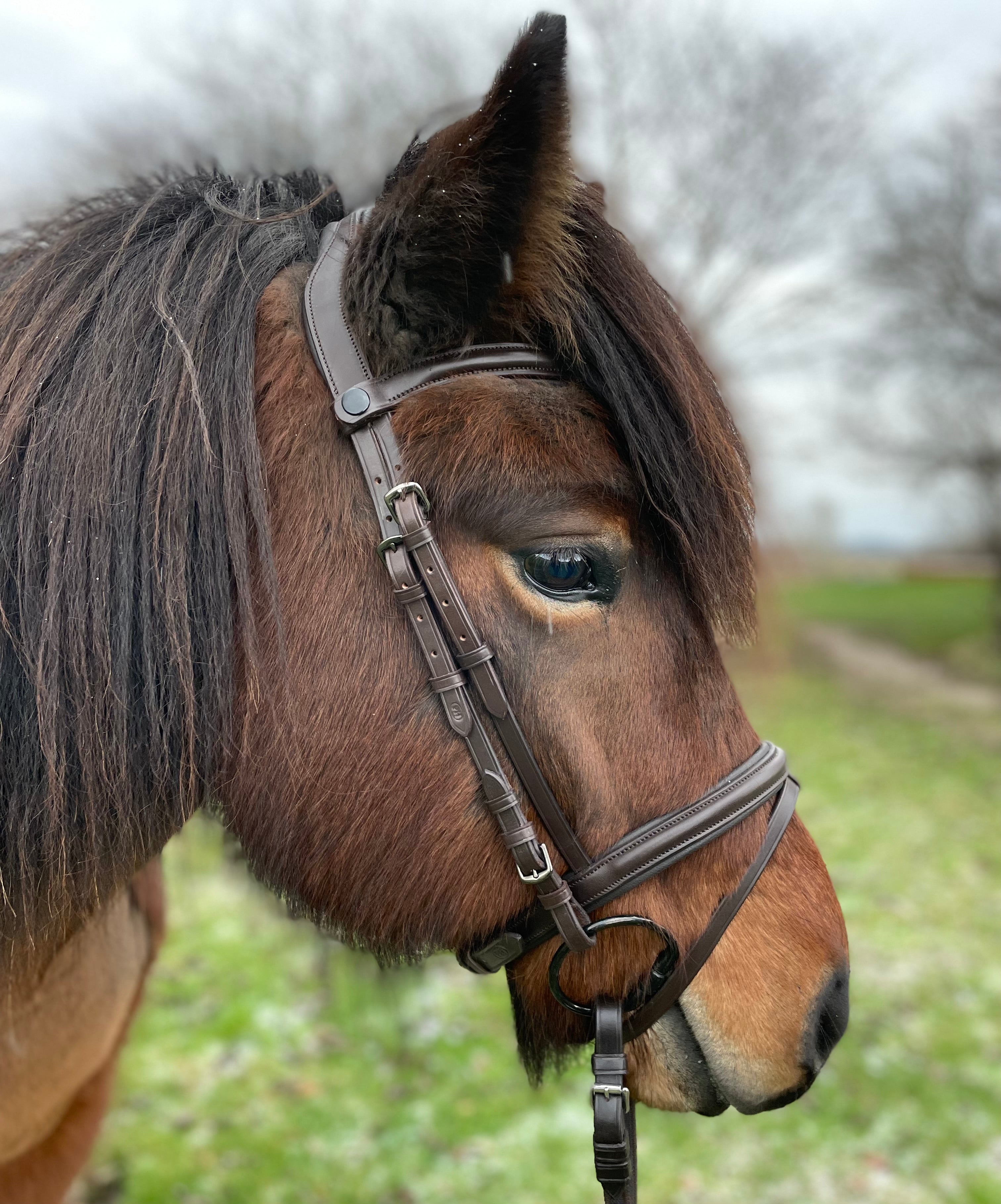 PH DELUXE NÆSEREM KOMBINERET brun - Aríus Icehorse Line