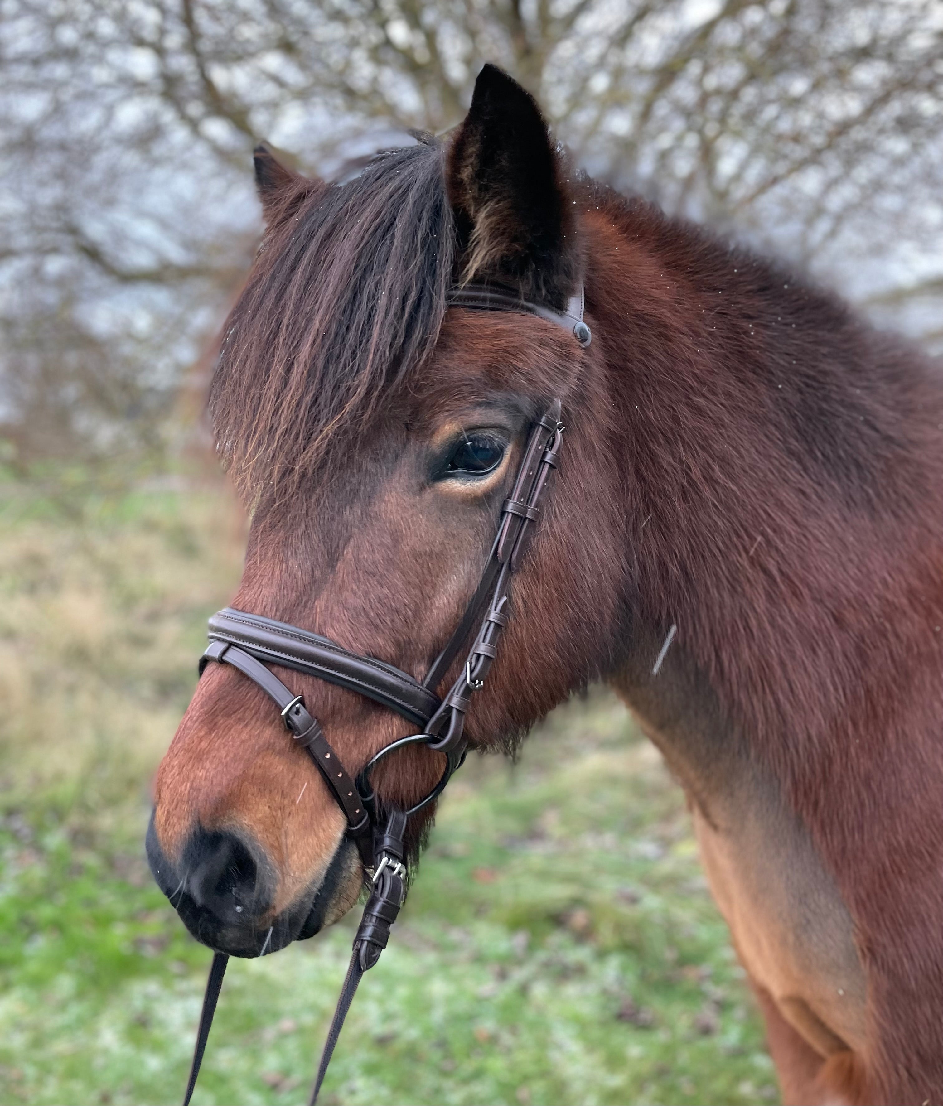 PH DELUXE NÆSEREM KOMBINERET brun - Aríus Icehorse Line