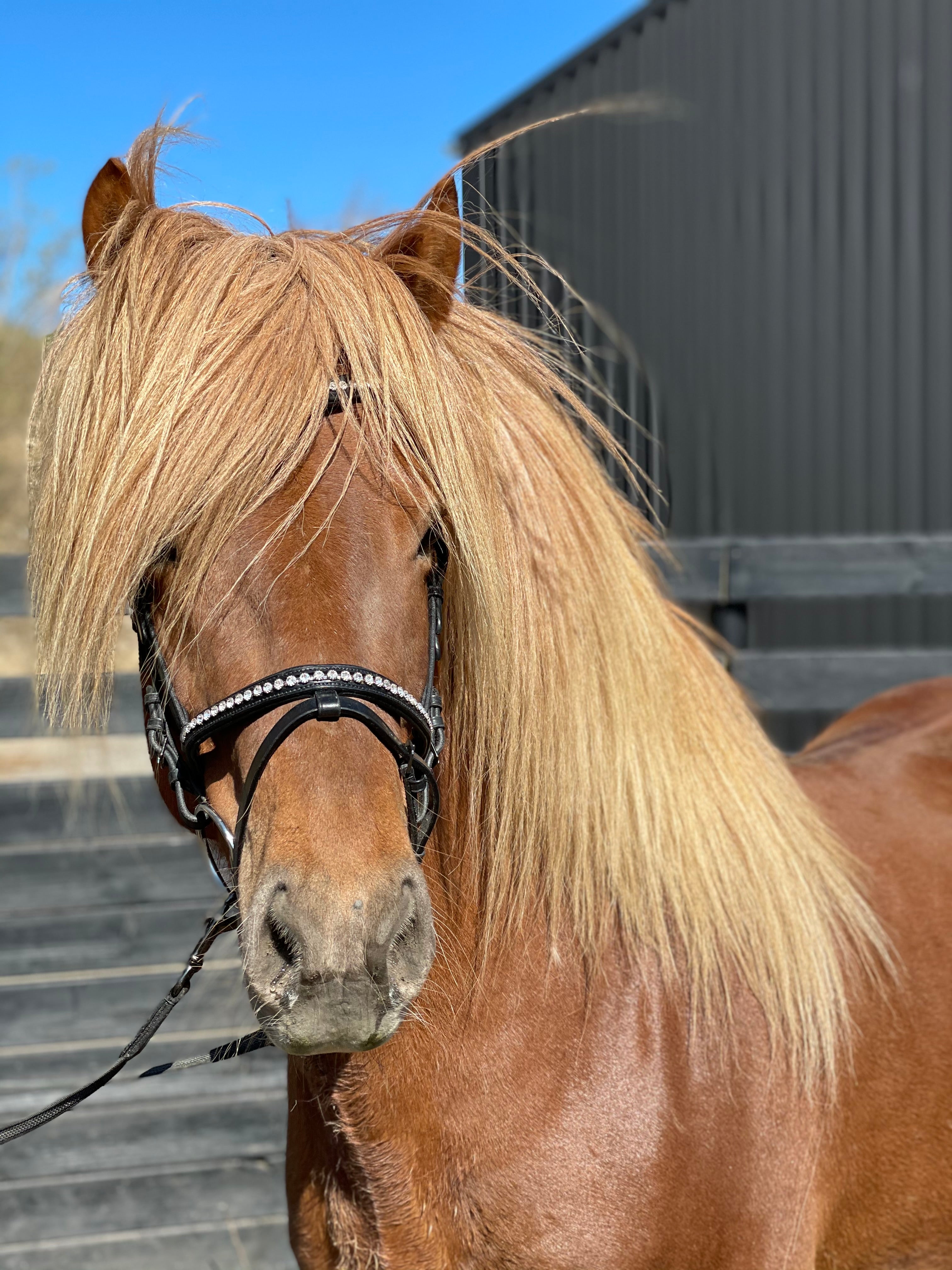 PH deluxe kombineret næserem “diamond white” - Aríus