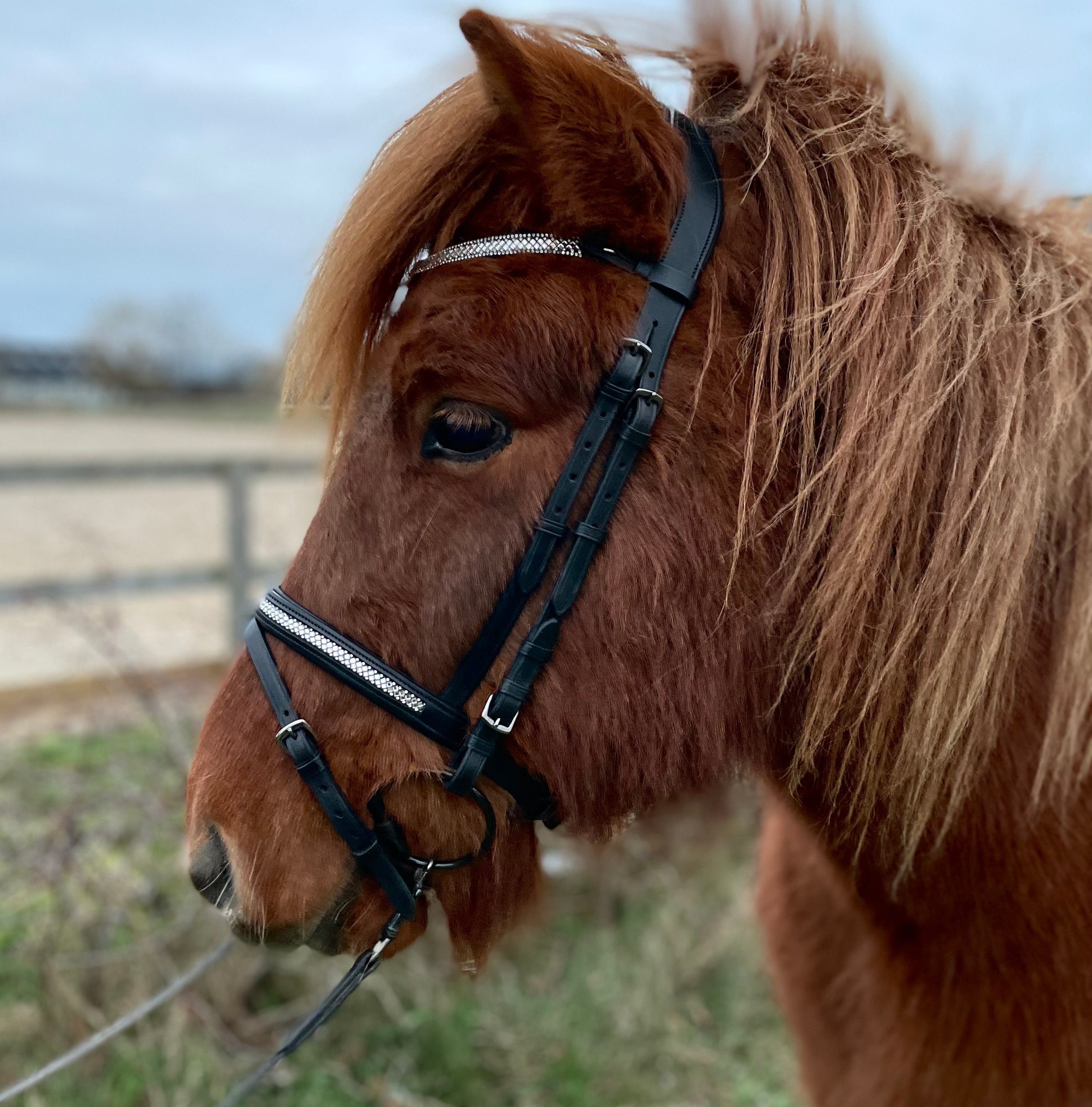 PH deluxe kombineret næsebånd diamond glitter - Aríus Icehorse Line