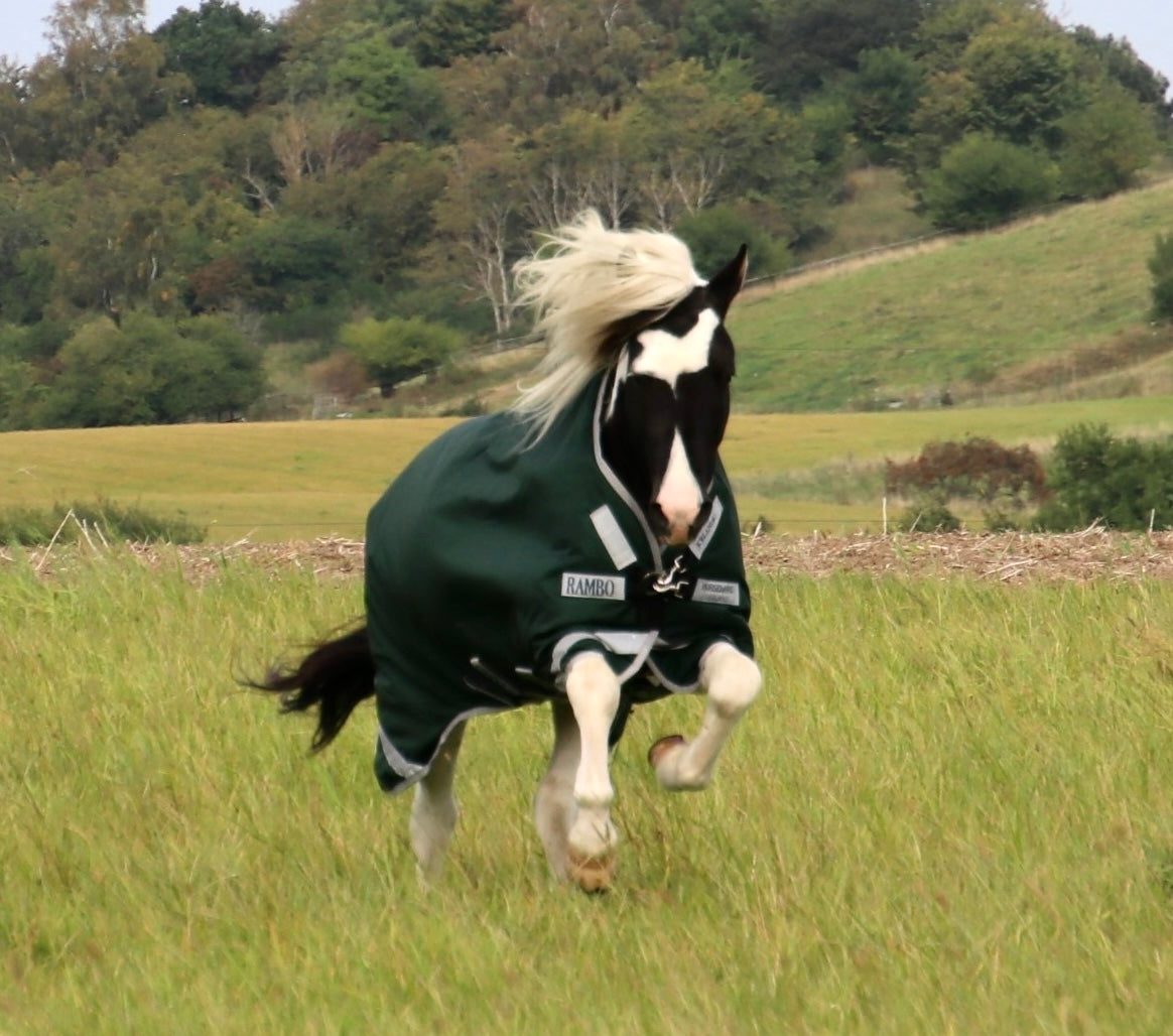 HORSEWARE RAMBO ICELANDIC 300 GRAMS TYKT VINTERDÆKKEN - Aríus
