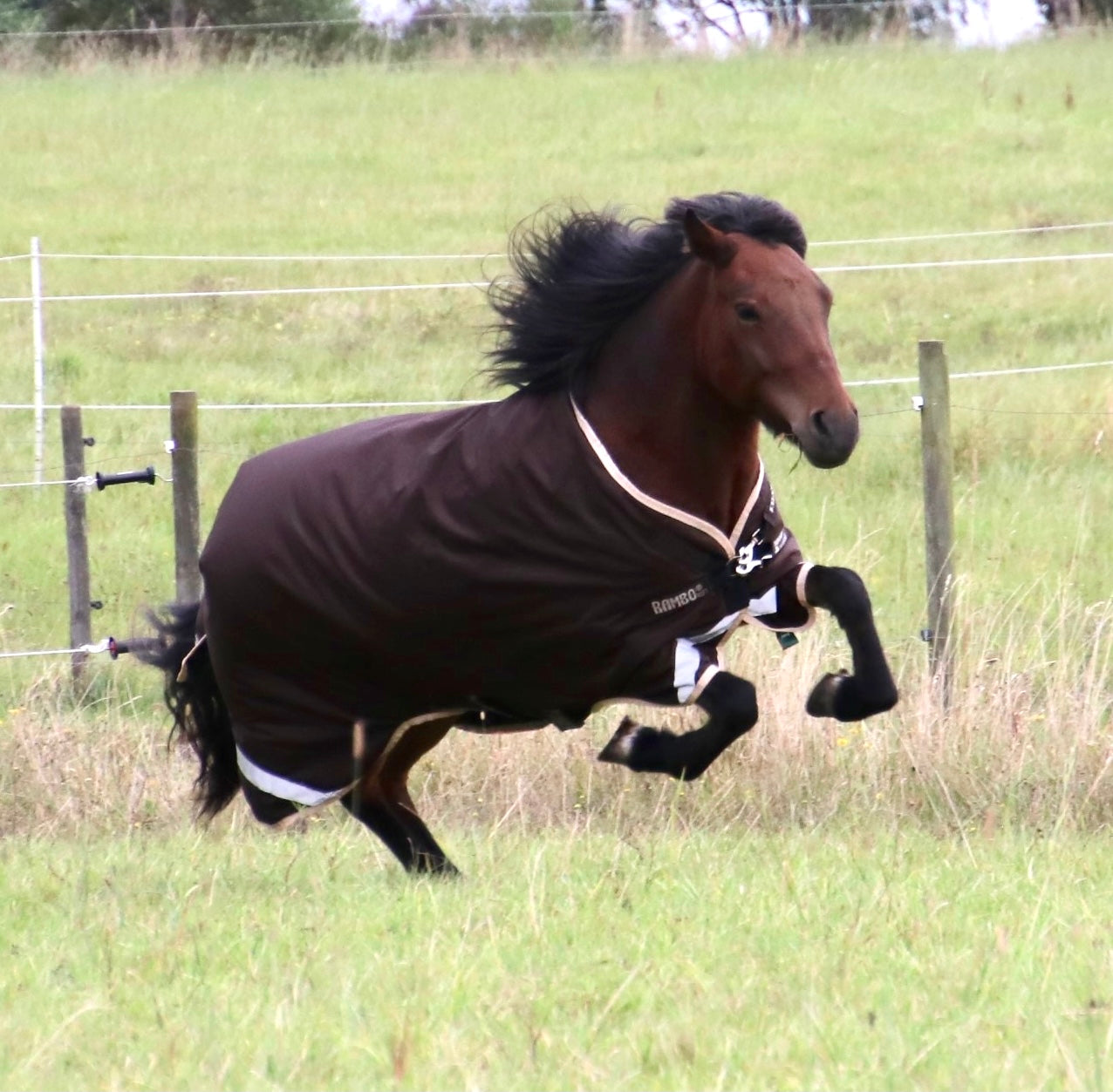 Horseware Rambo Icelandic 100 grams overgangsdækken - Aríus