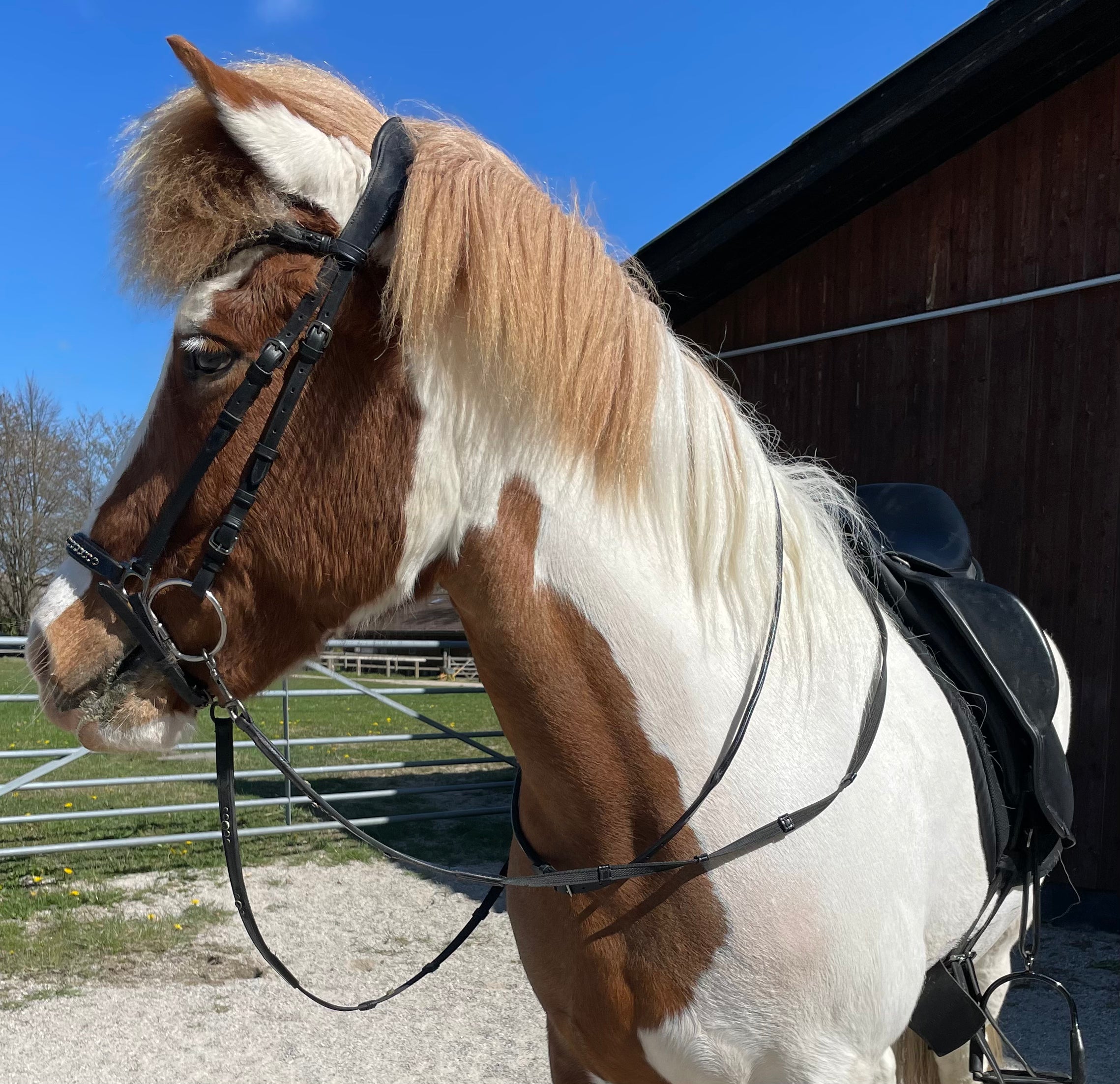 PH Sabina halsrem rundsyet - Aríus Icehorse Line