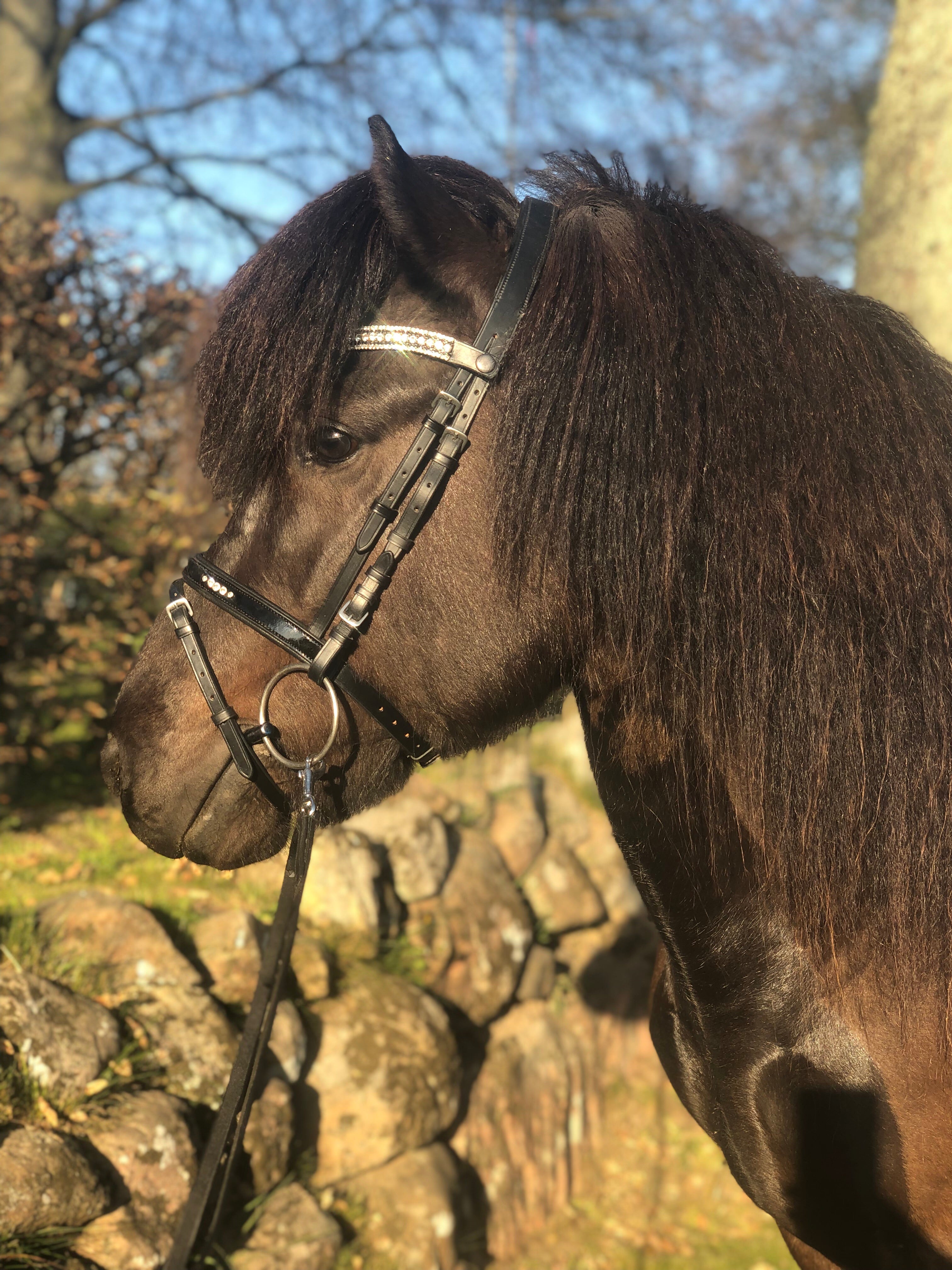 PH Deluxe næsebånd kombineret "Diamond shine" - Aríus