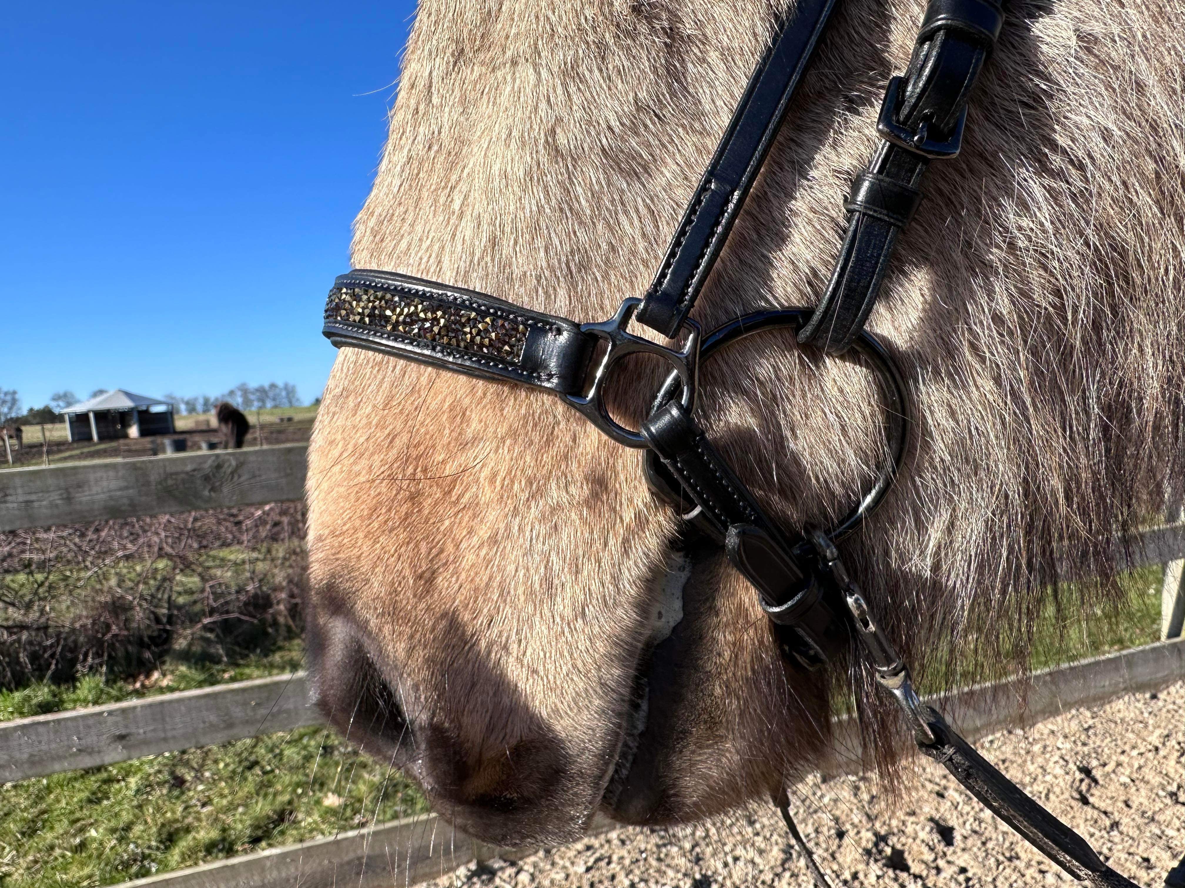 PH deluxe hannoveransk næserem rockcrystal gold - Aríus Icehorse Line