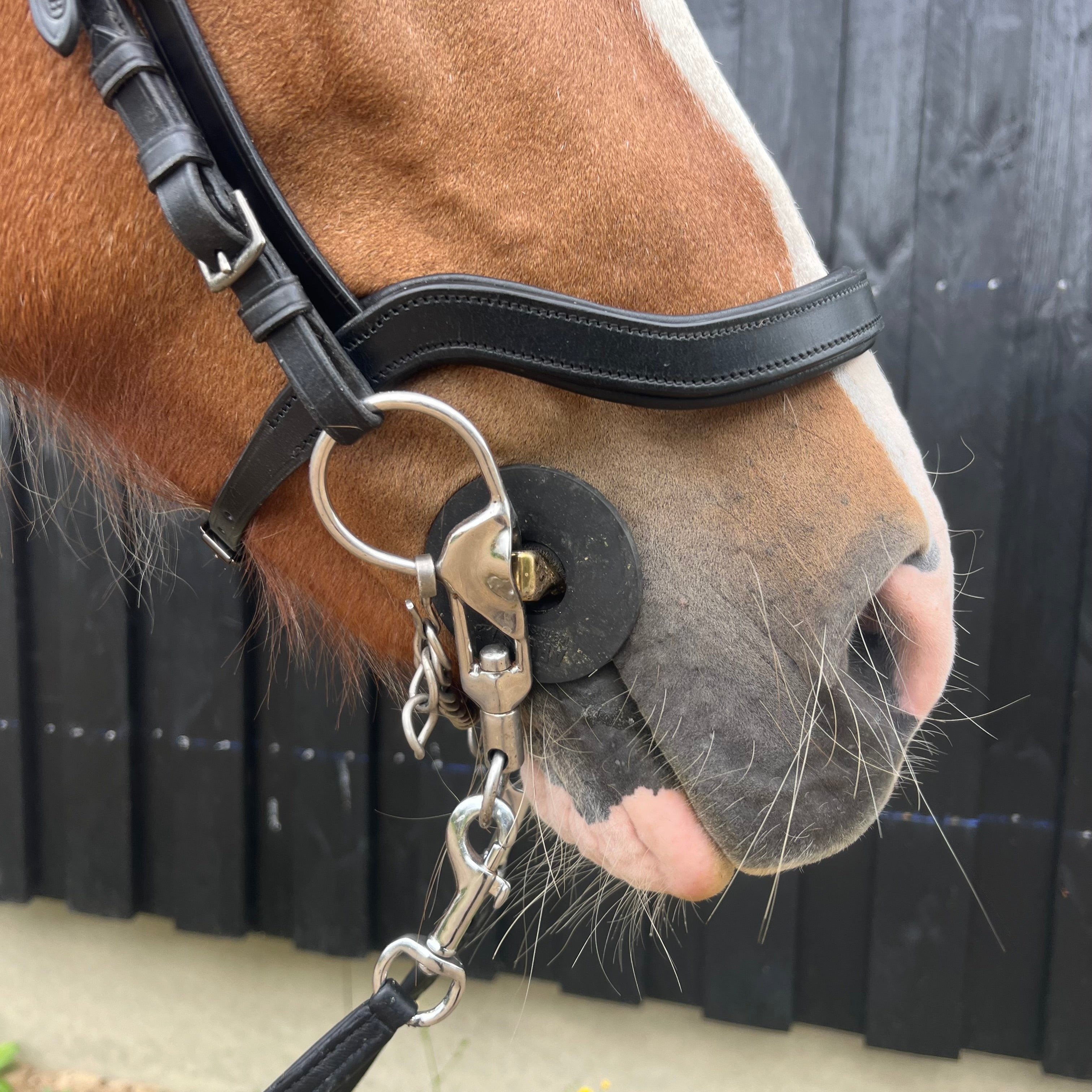 PH deluxe næserem engelsk anatomic - Aríus Icehorse Line
