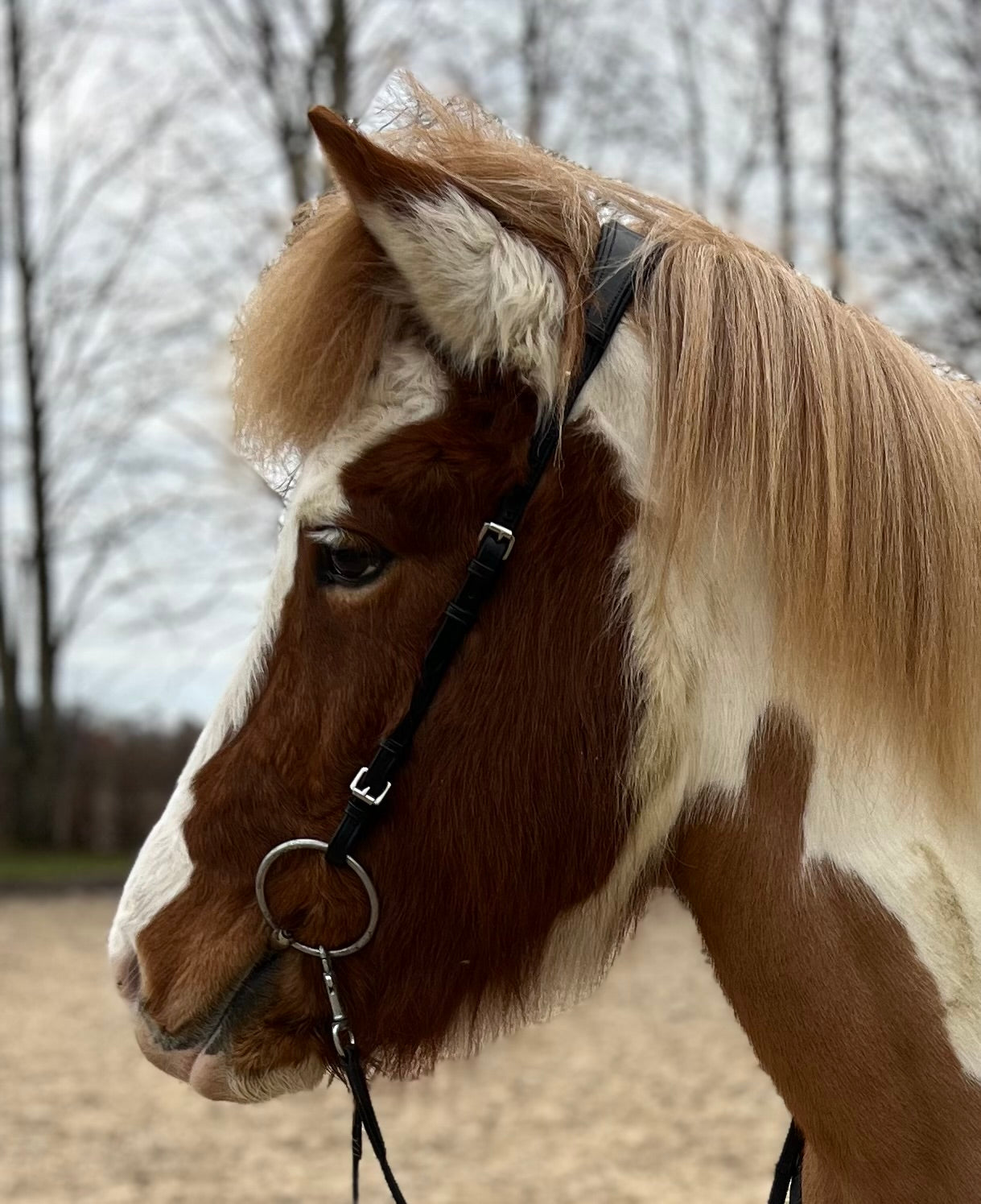 PH Deluxe nakkerem "anatomic" single - Aríus Icehorse Line