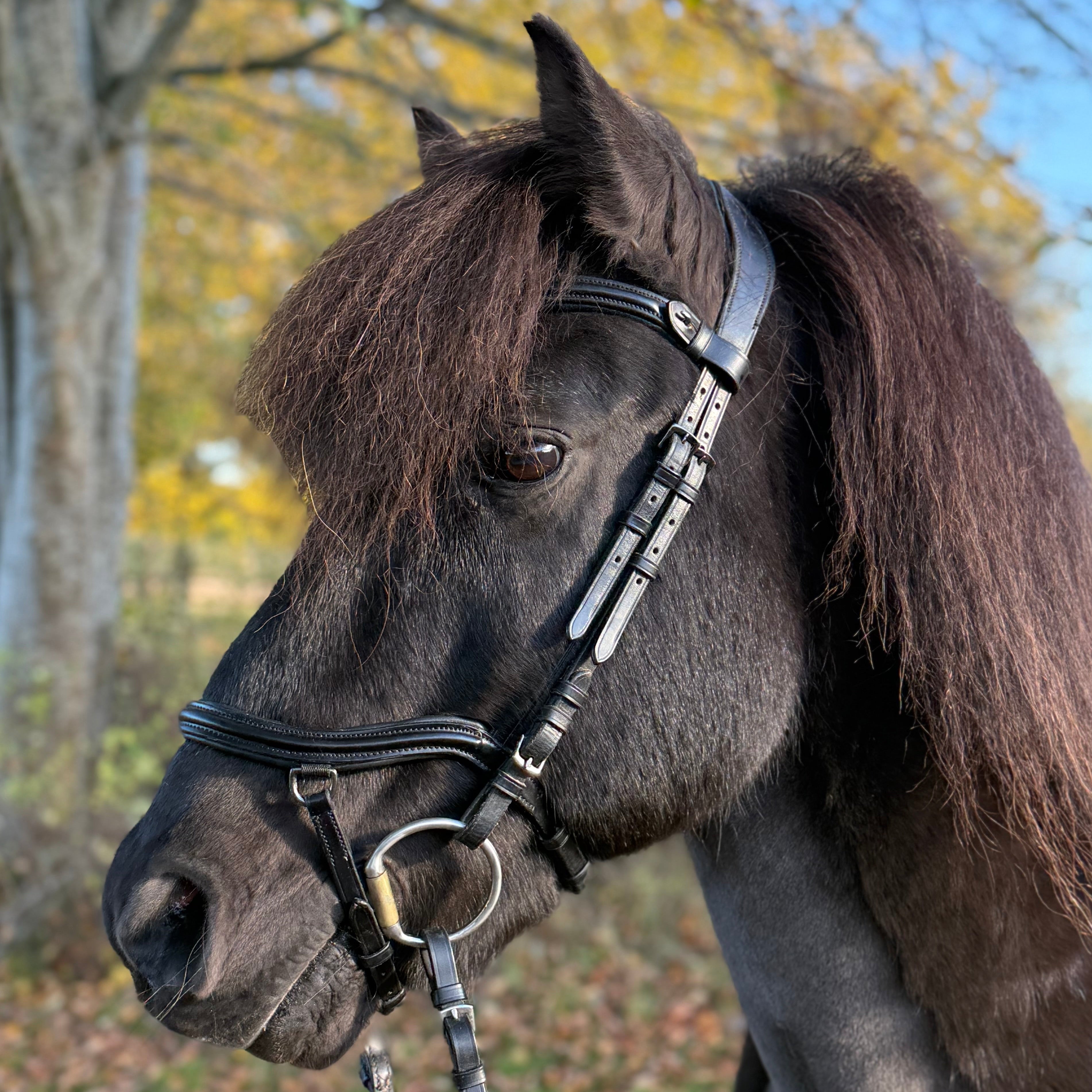 Komplet PH deluxe trense "plain" anatomic - Aríus Icehorse Line
