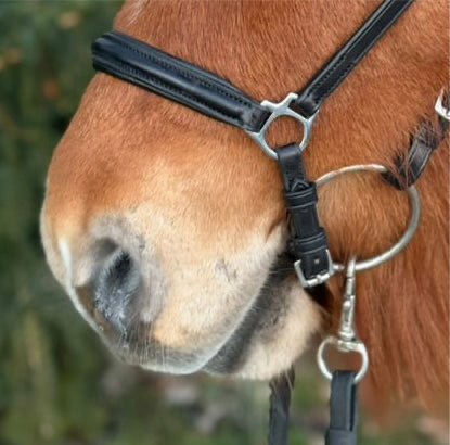 <transcy>PH Deluxe nose strap Hanoverian</transcy>