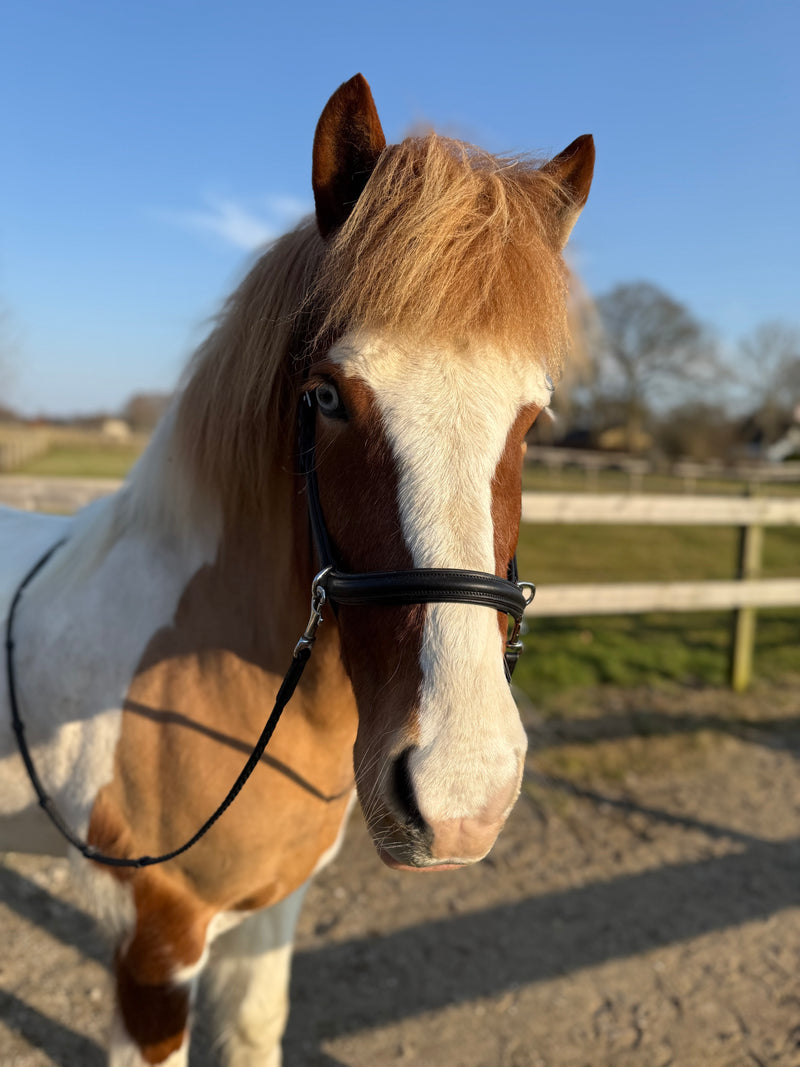 PH anatomical bitless bridle