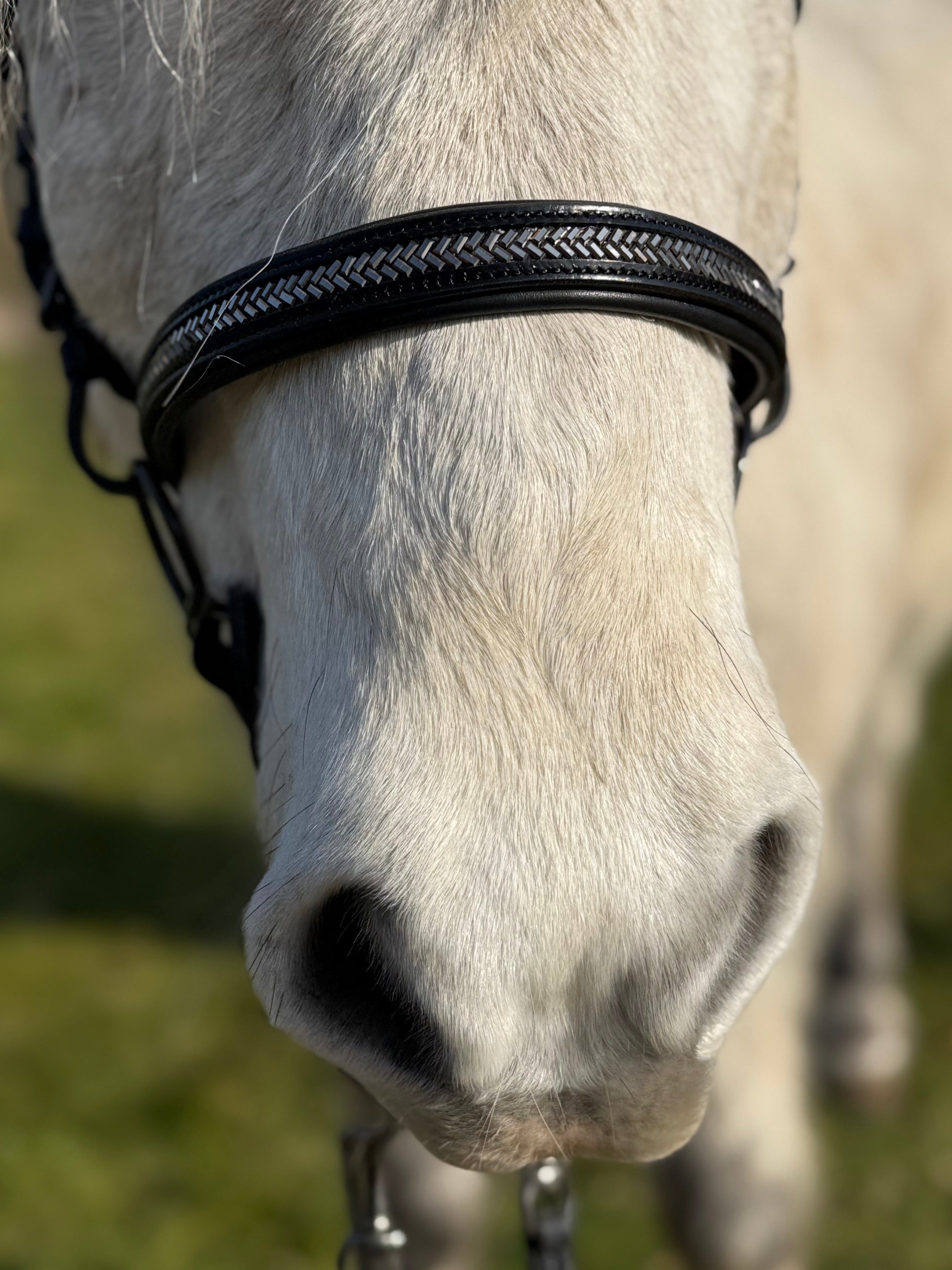 PH deluxe engelsk næserem arrow dark grey - Aríus Icehorse Line