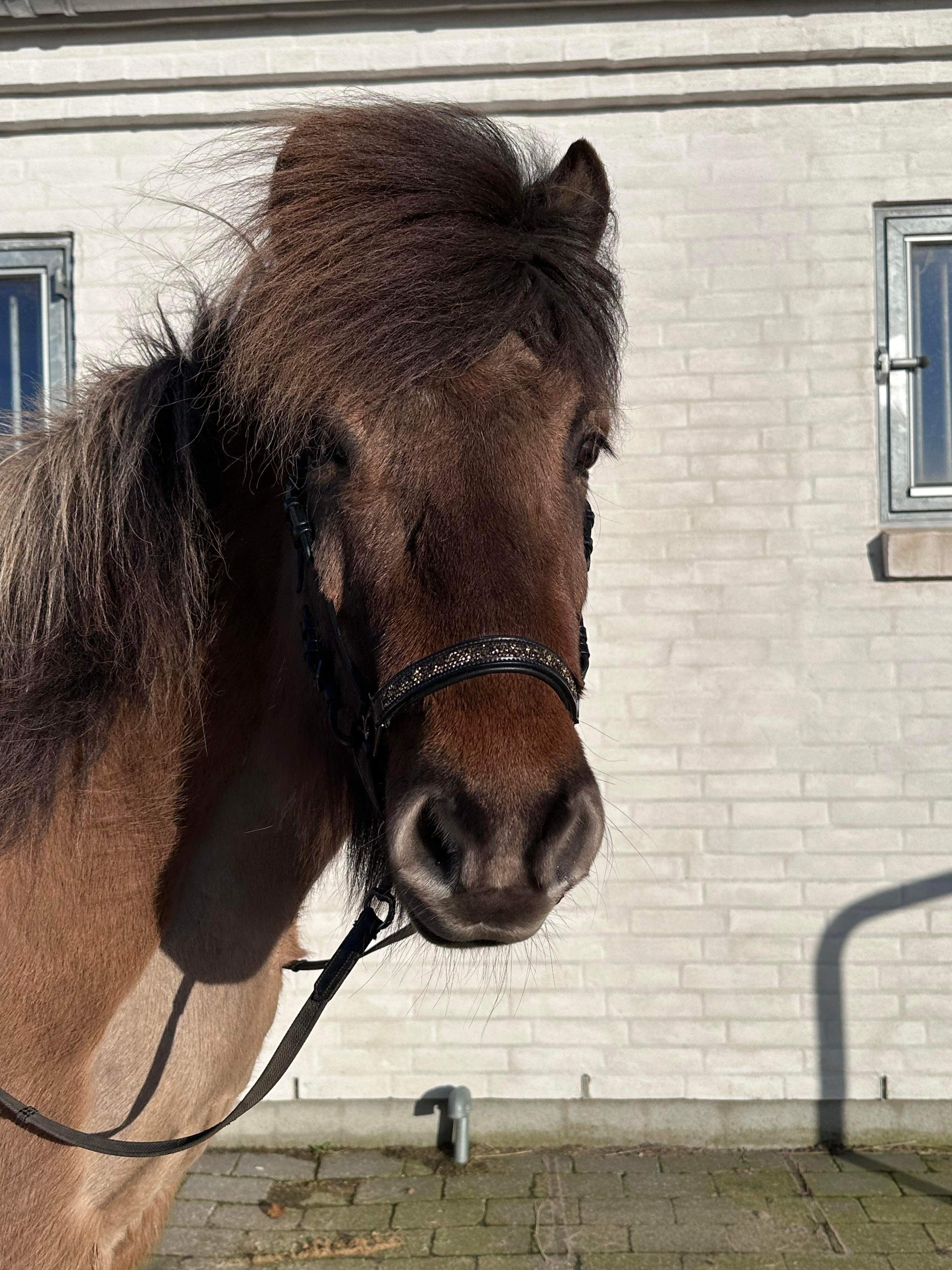 PH deluxe hannoveransk næserem rockcrystal gold - Aríus Icehorse Line