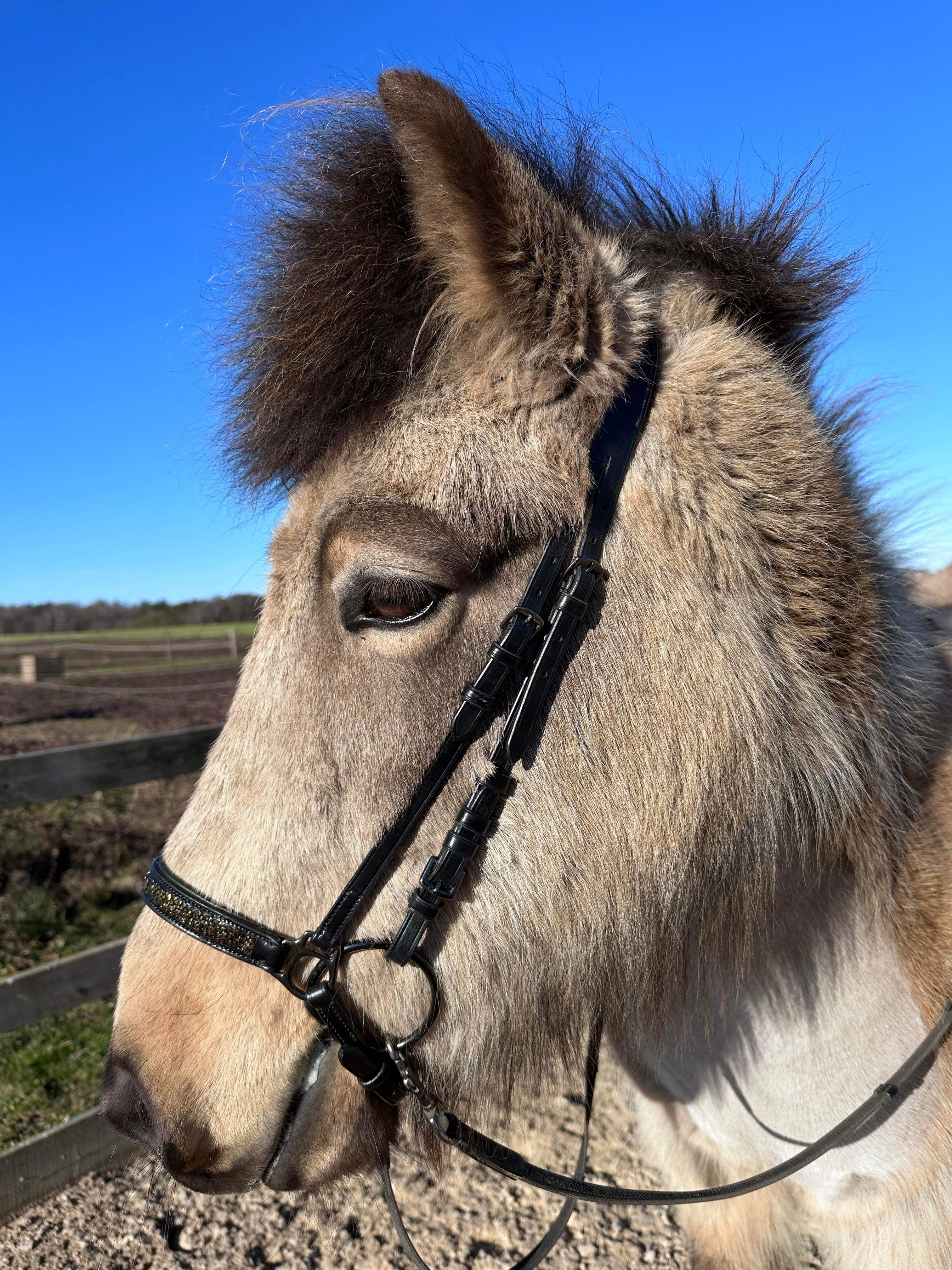 PH deluxe hannoveransk næserem rockcrystal gold - Aríus Icehorse Line