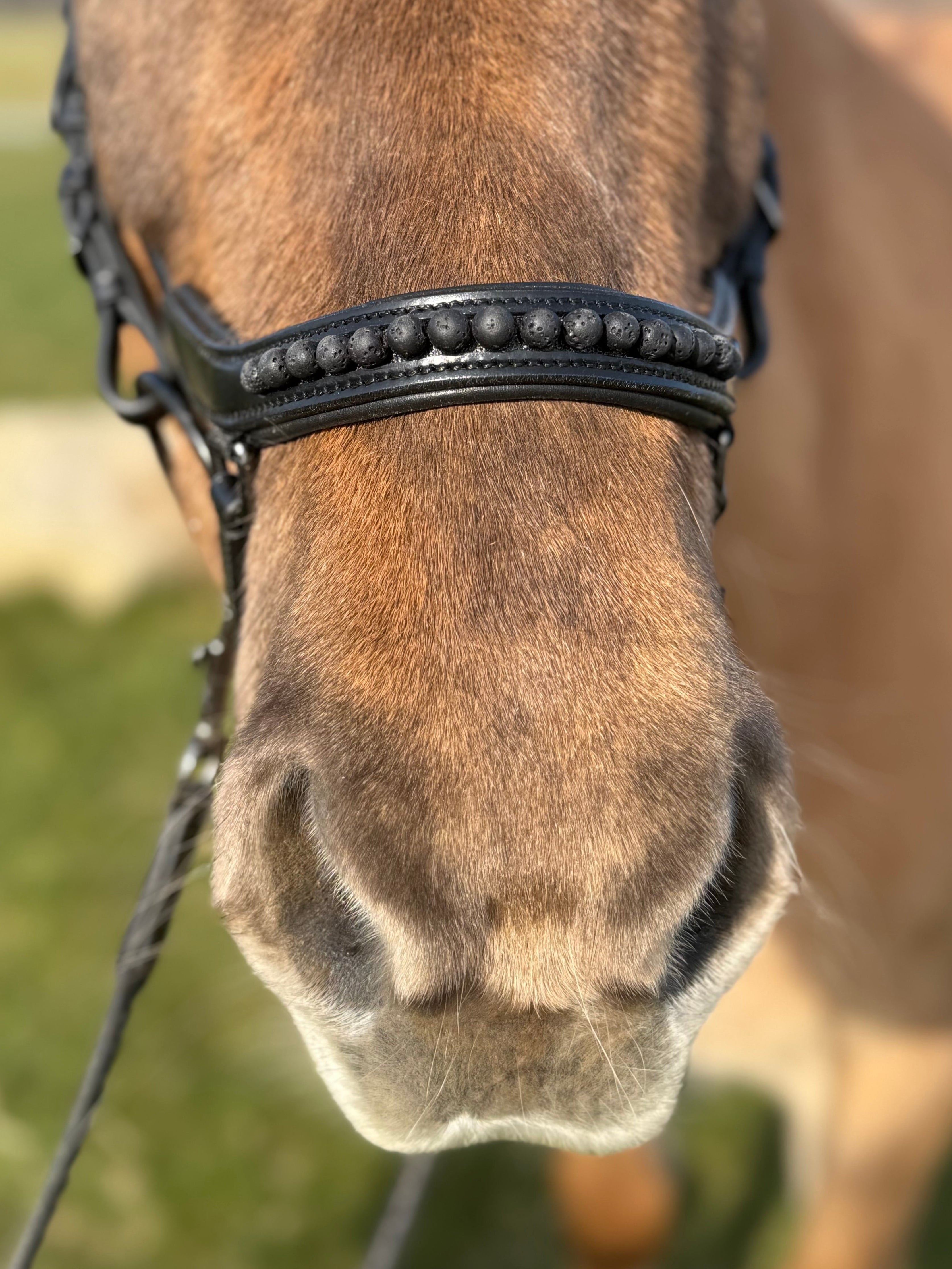 PH deluxe næsebånd "Anatomic" buckle black lava - Aríus Icehorse Line